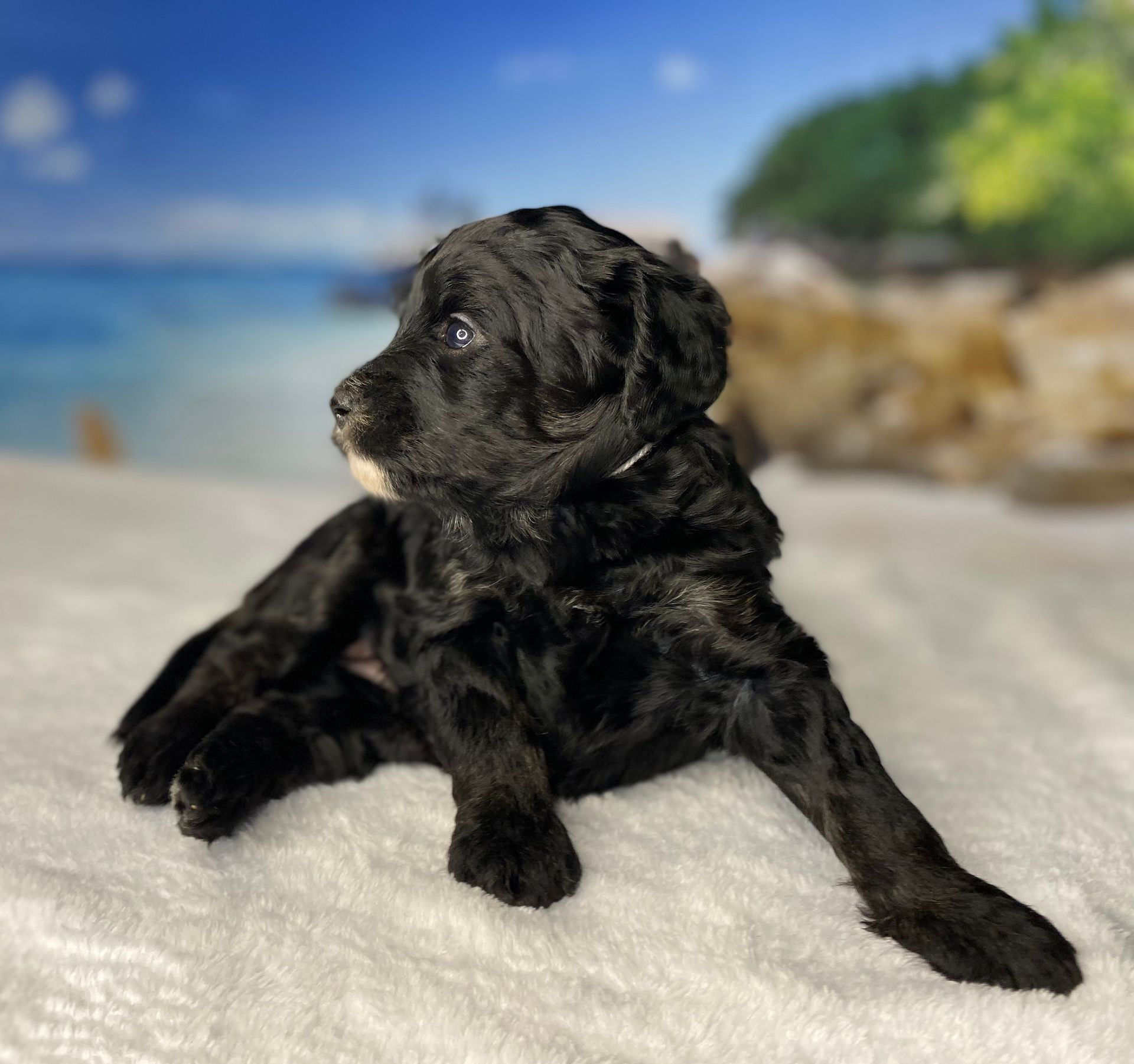 A black puppy is laying on a white blanket