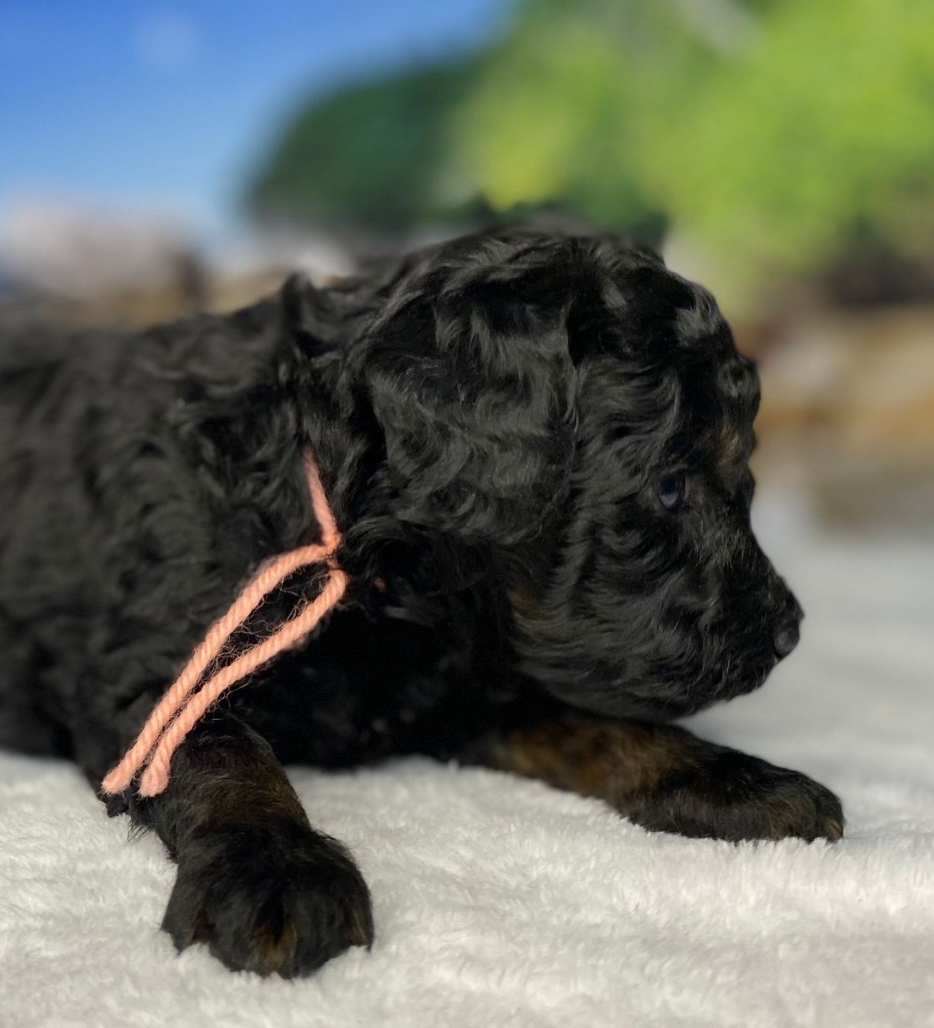 A black puppy with a pink ribbon around its neck