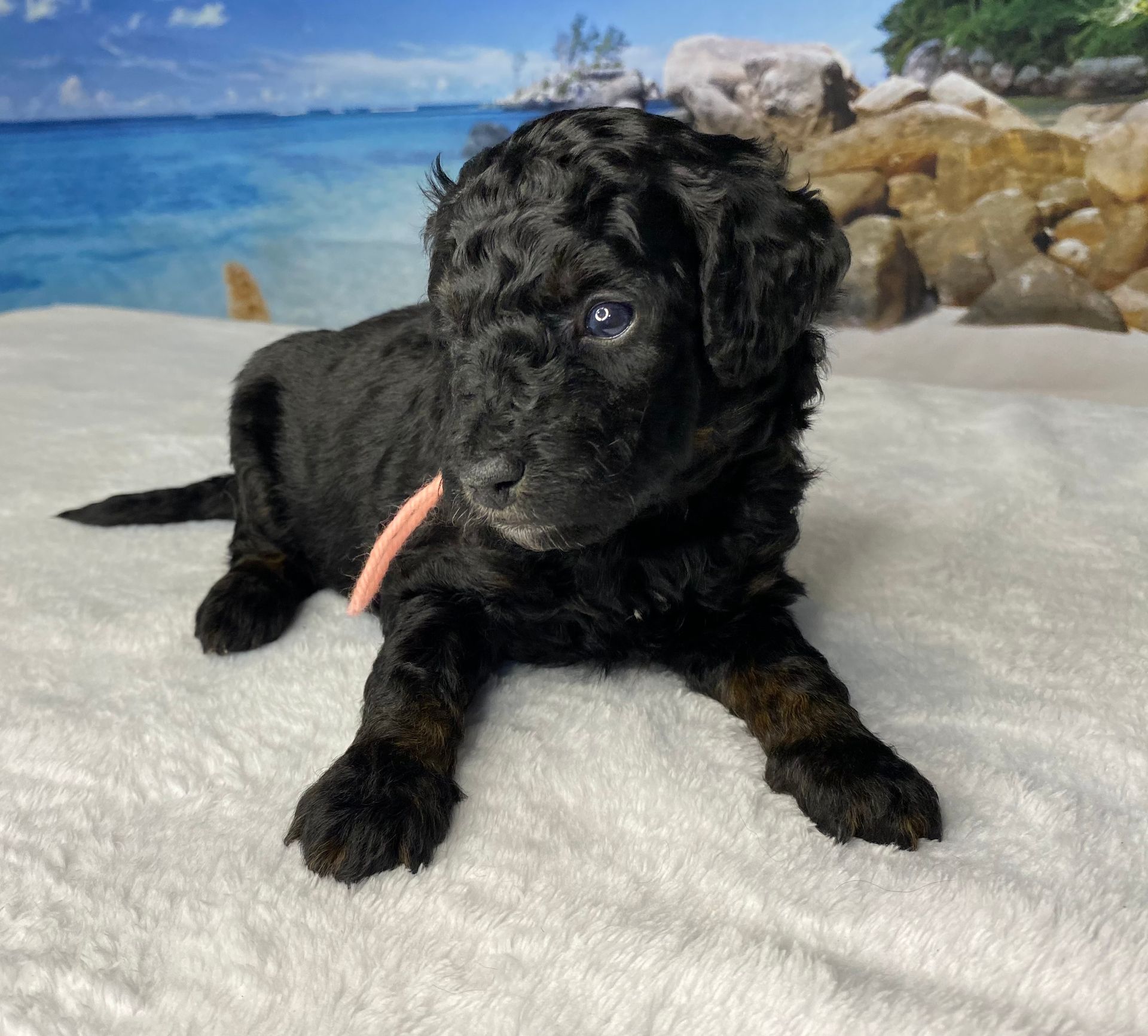 A black puppy with a pink collar is laying on a white blanket.