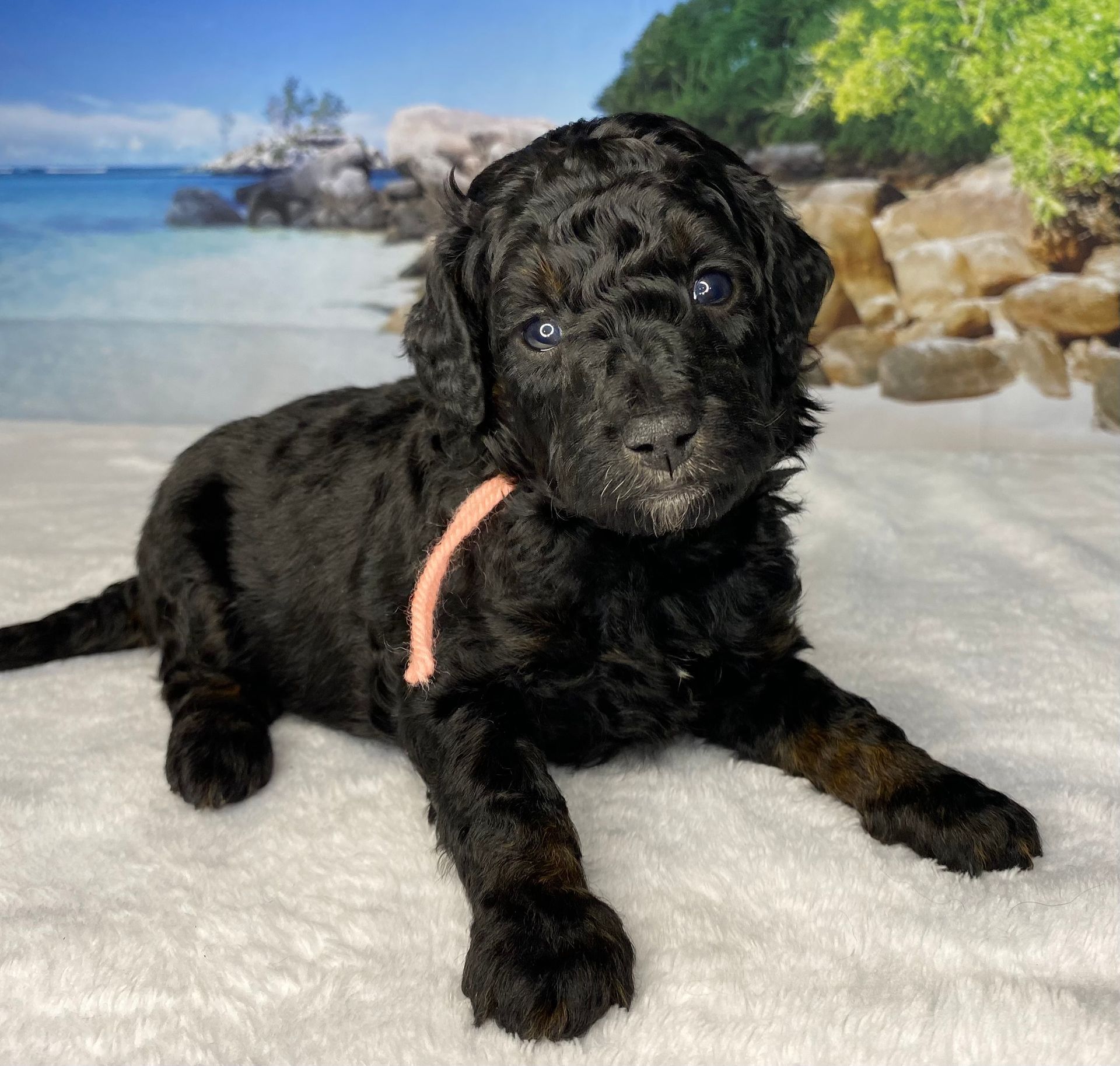 A black puppy with a pink ribbon around its neck is laying on a white blanket.