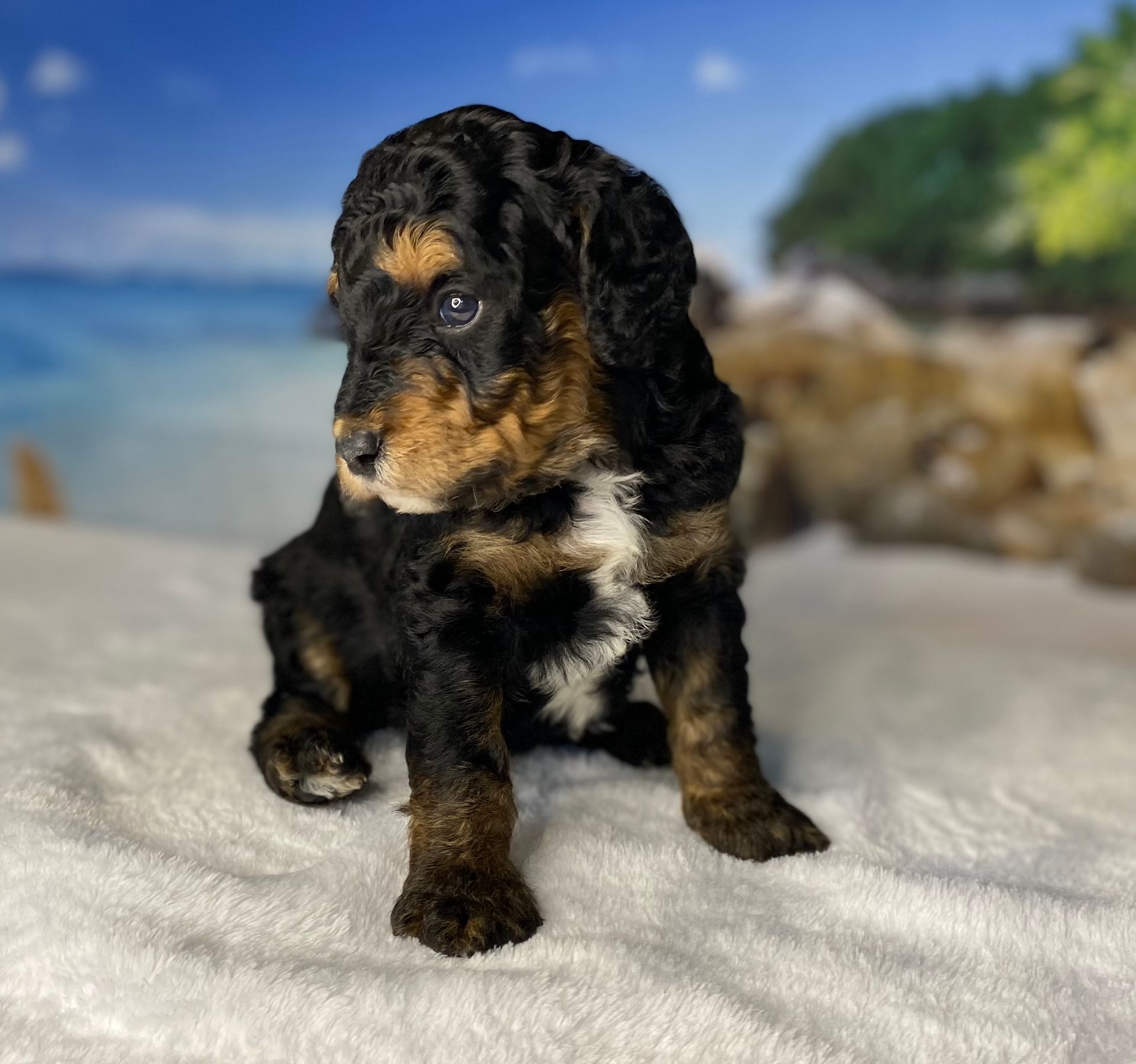 A black and brown puppy is sitting on a white blanket