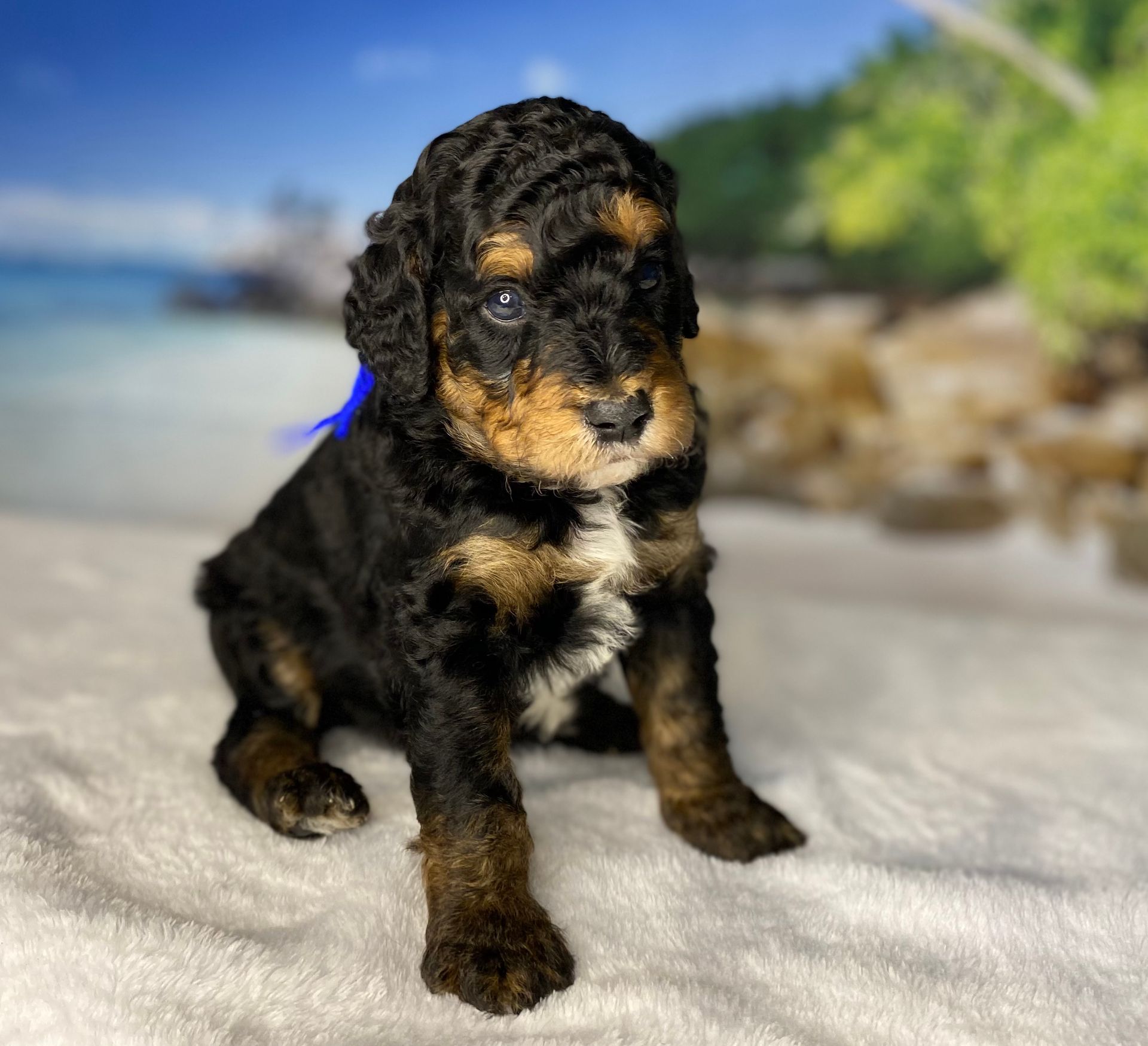 A brown and black puppy is sitting on a white blanket.