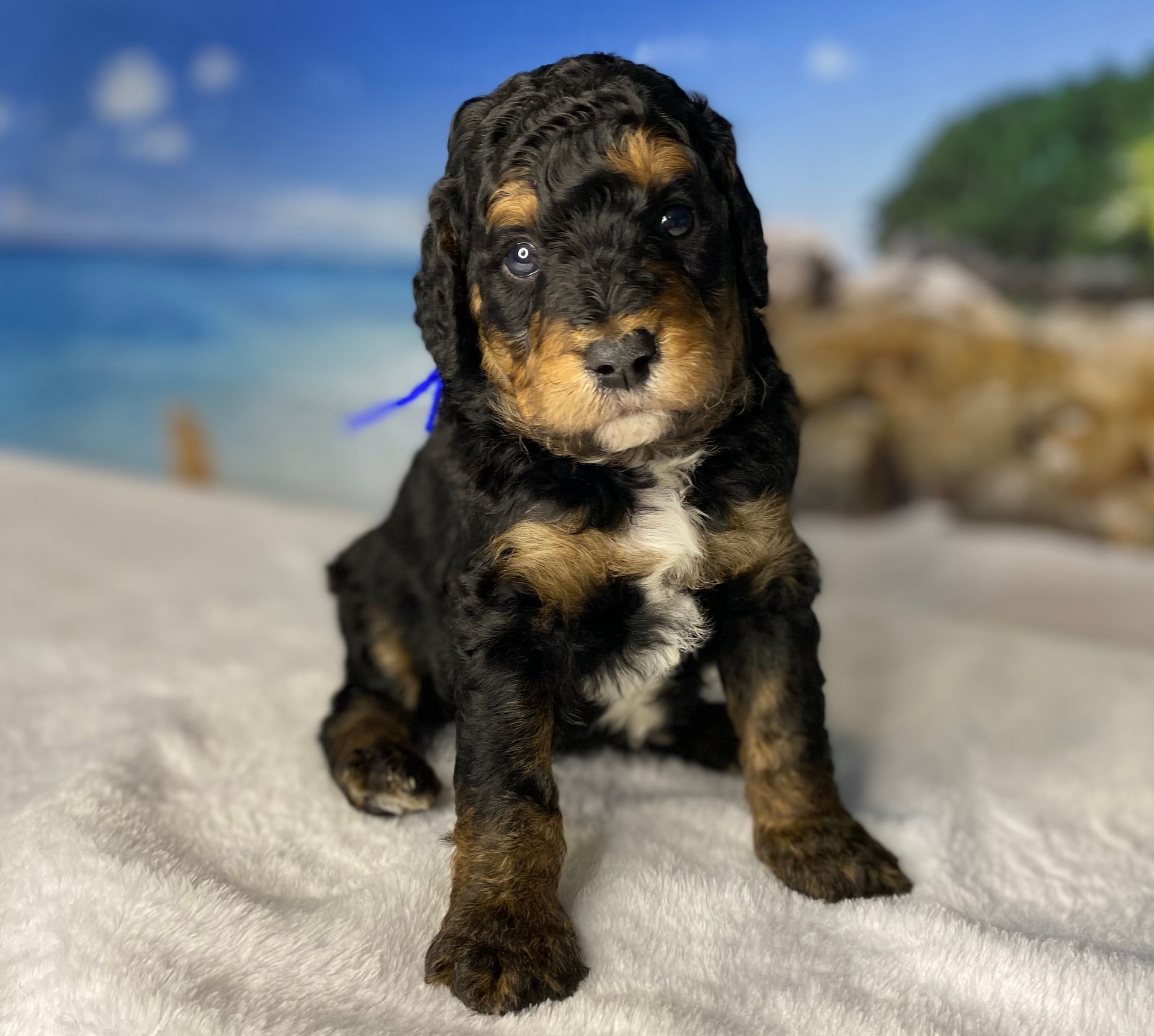 A brown and black puppy with a blue ribbon around its neck is sitting on a white blanket.