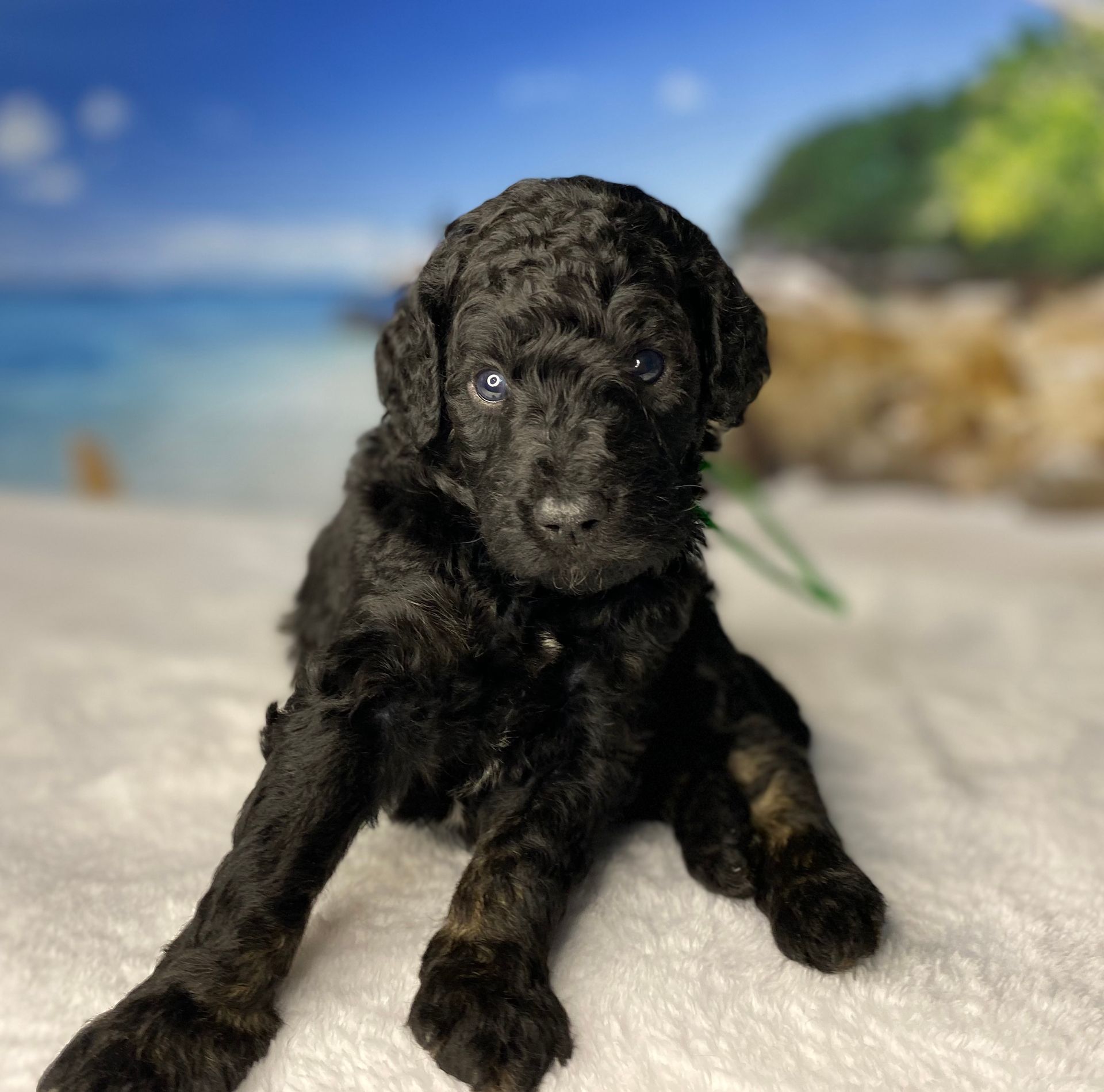 A black puppy is laying on a white blanket