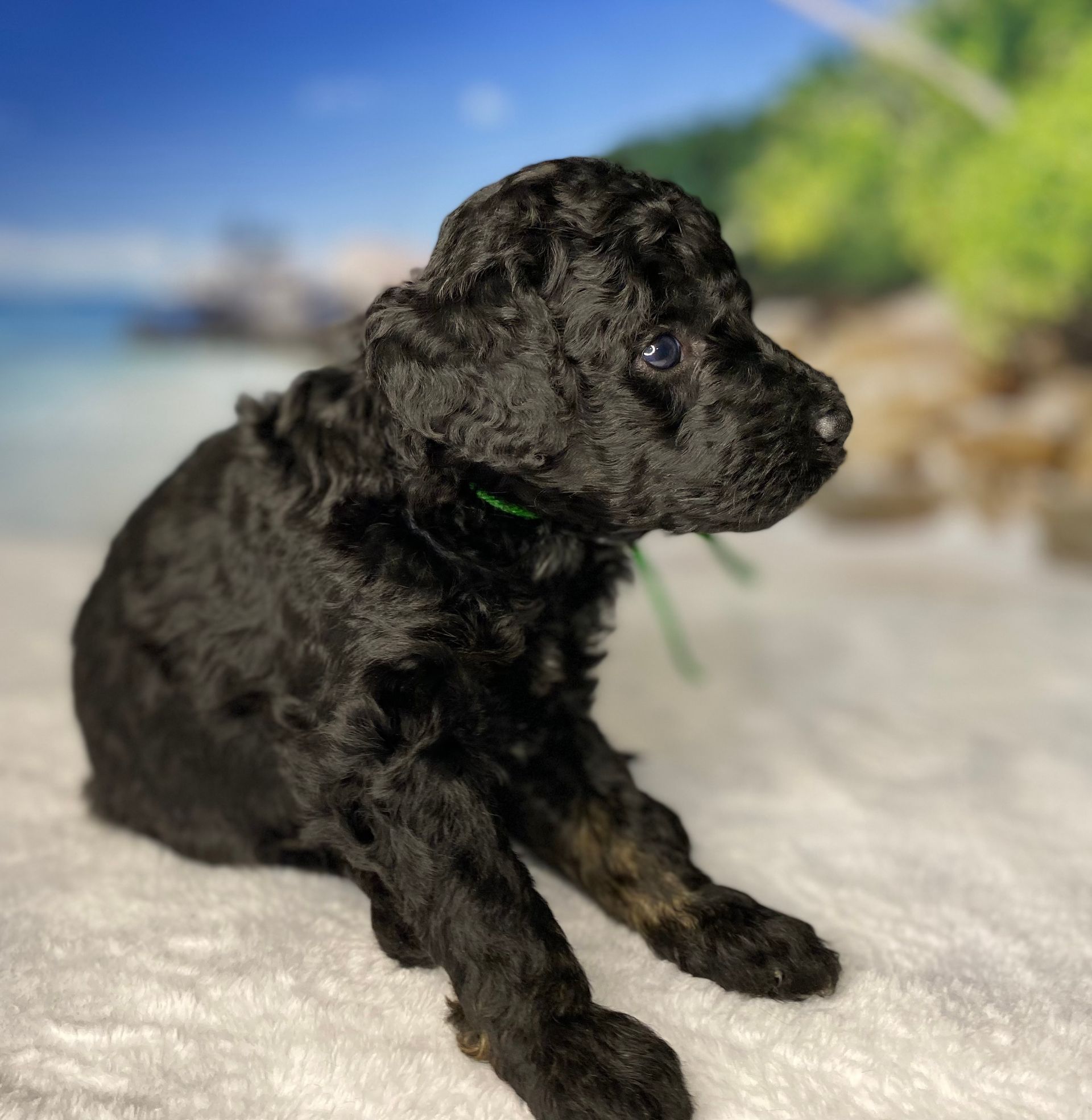 A black puppy with a green collar is laying on a blanket