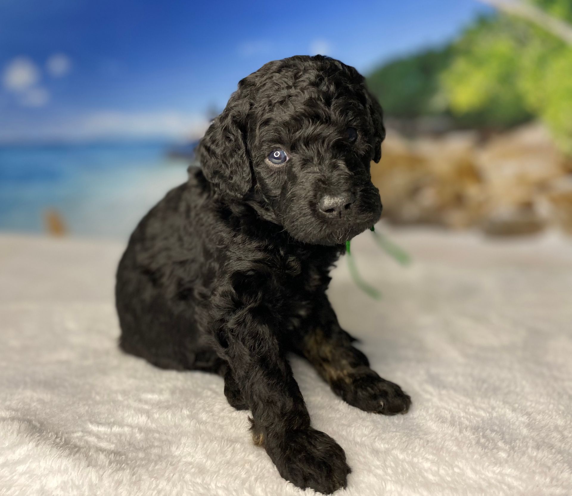 A small black poodle puppy is laying on a white blanket.