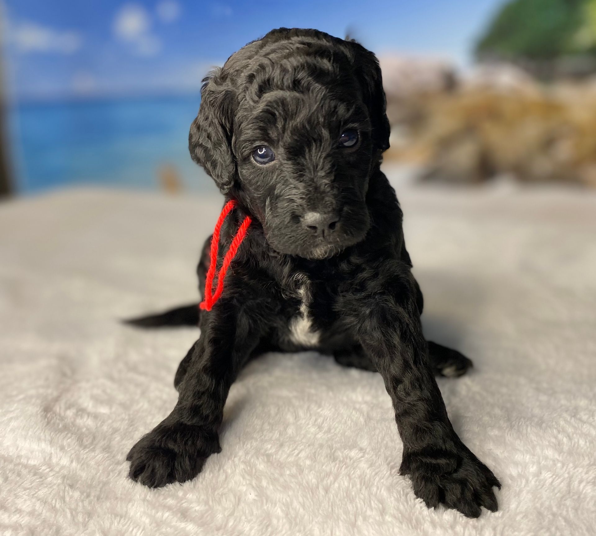 A black puppy with a red ribbon around its neck