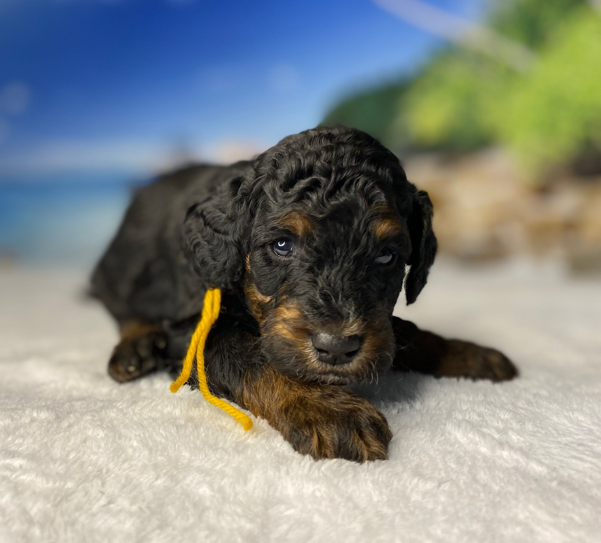 A black and brown puppy with a yellow ribbon around its neck