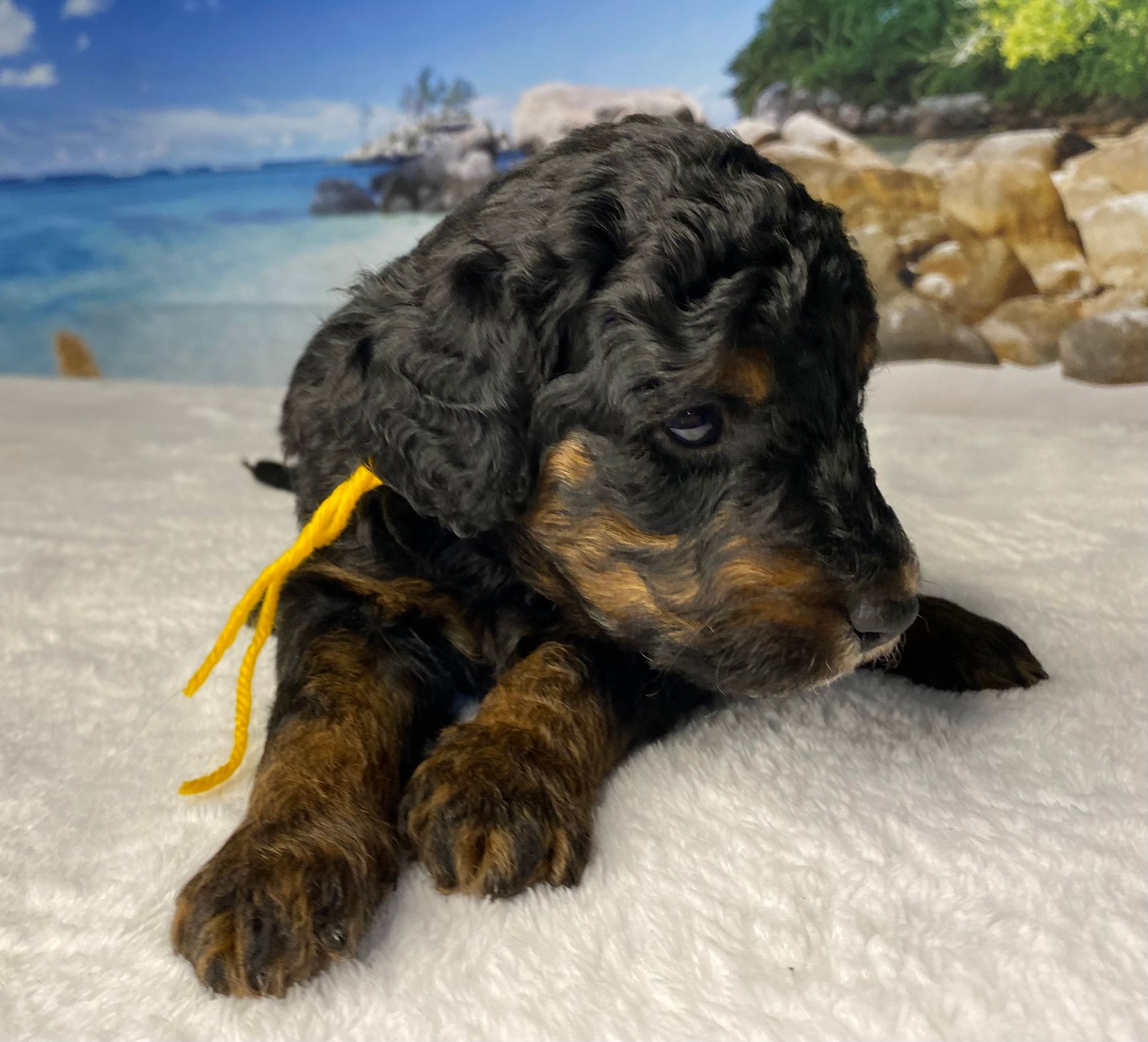 A black and brown puppy with a yellow ribbon around its neck.