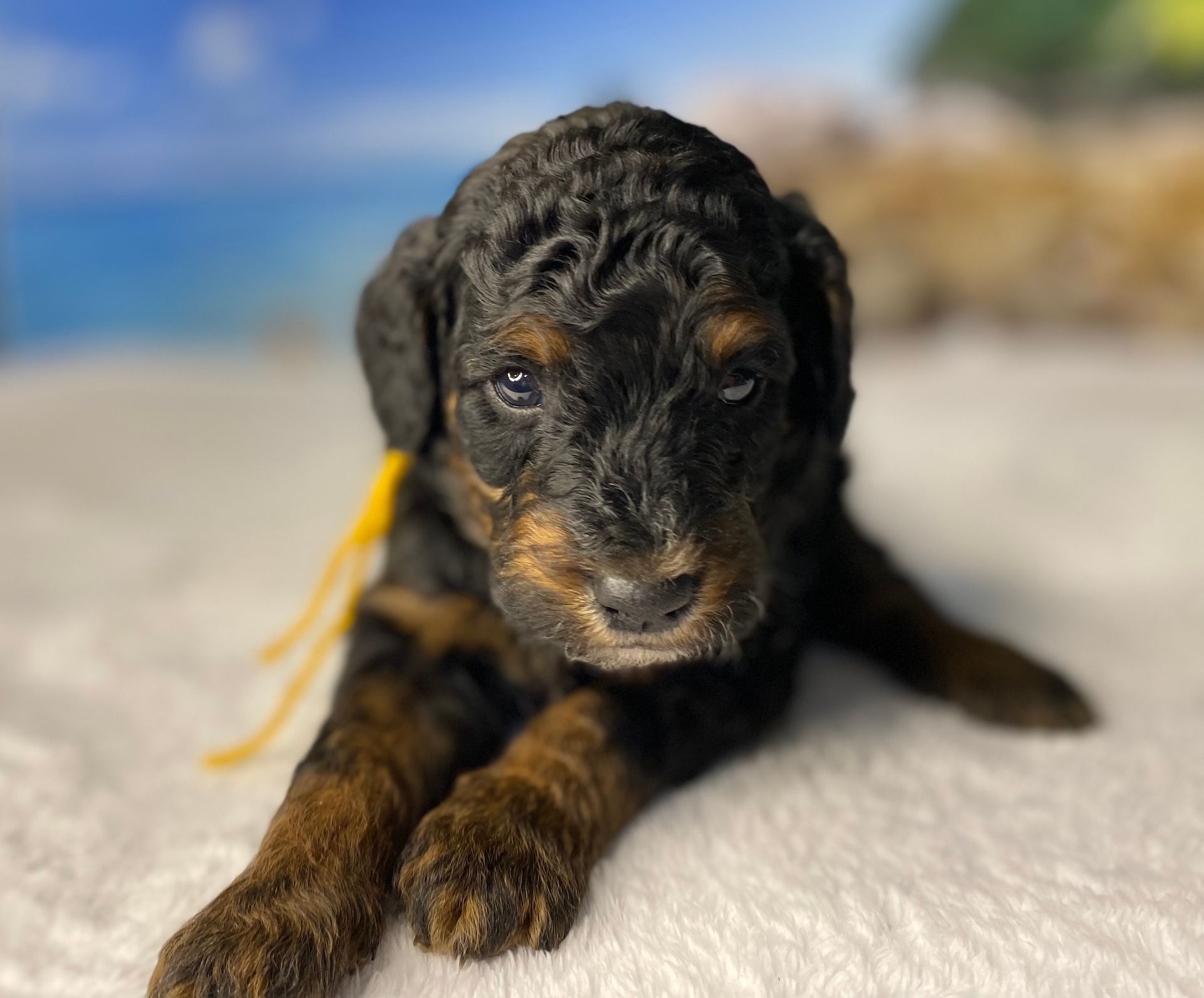 A black and brown puppy with a yellow ribbon around its neck is laying on a white blanket.