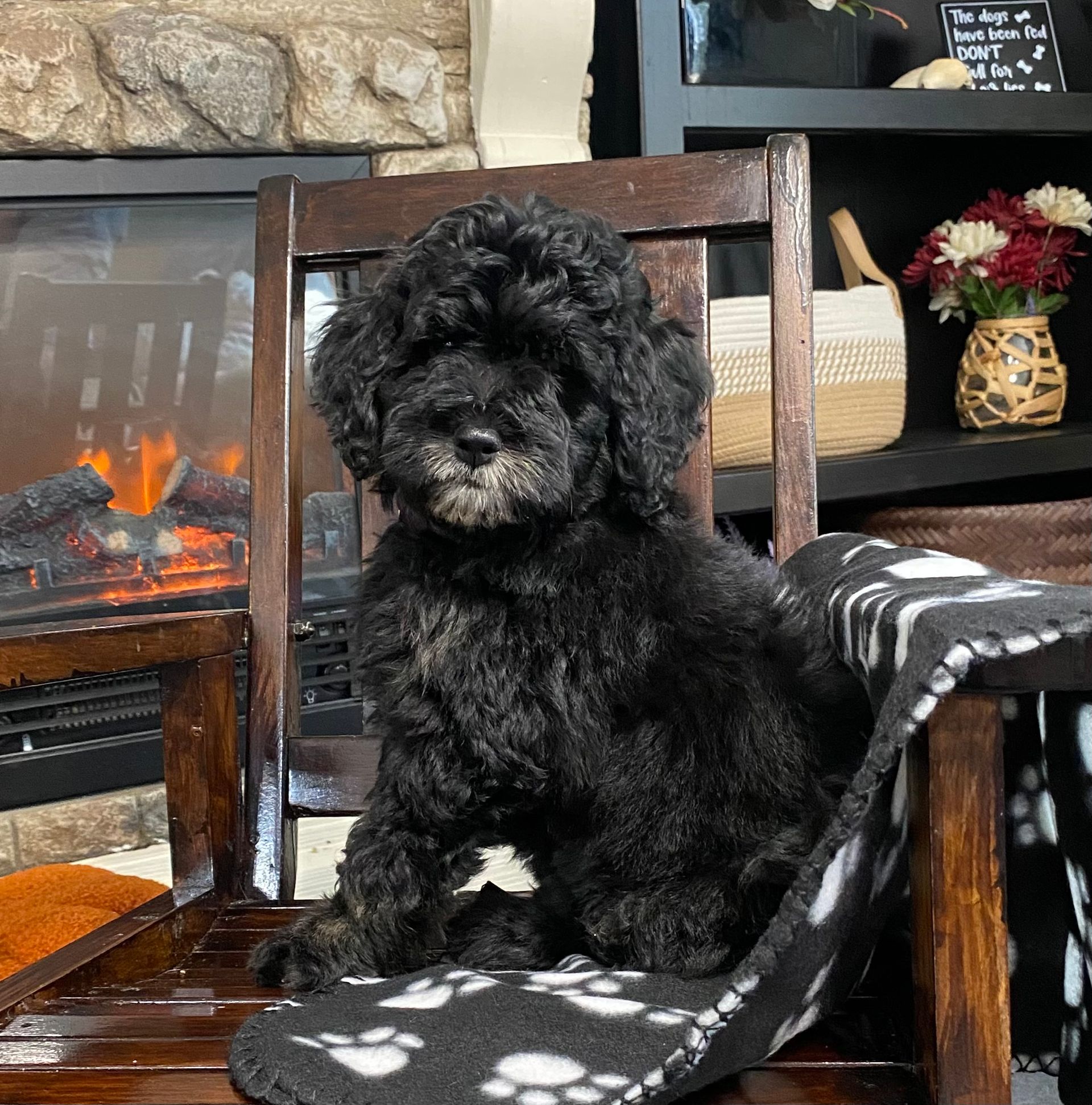 A black and white puppy is laying on a white blanket.