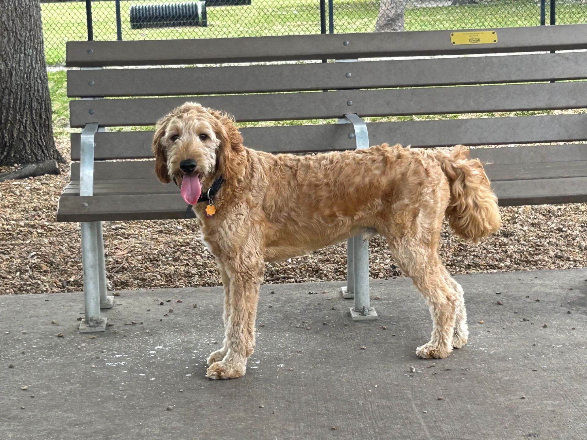 A dog standing in front of a park bench