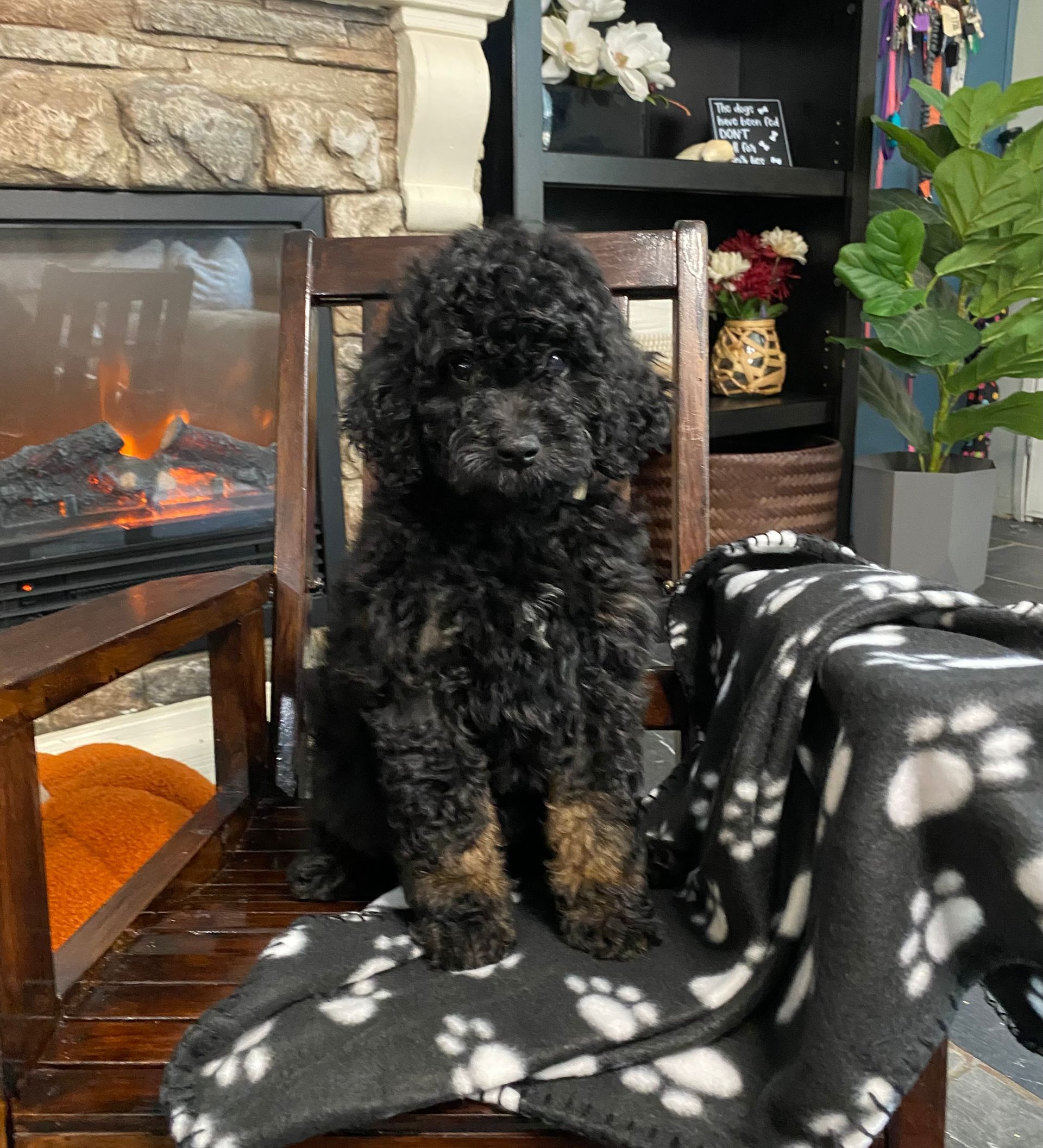 A black puppy with a purple ribbon around its neck is laying on a white blanket.