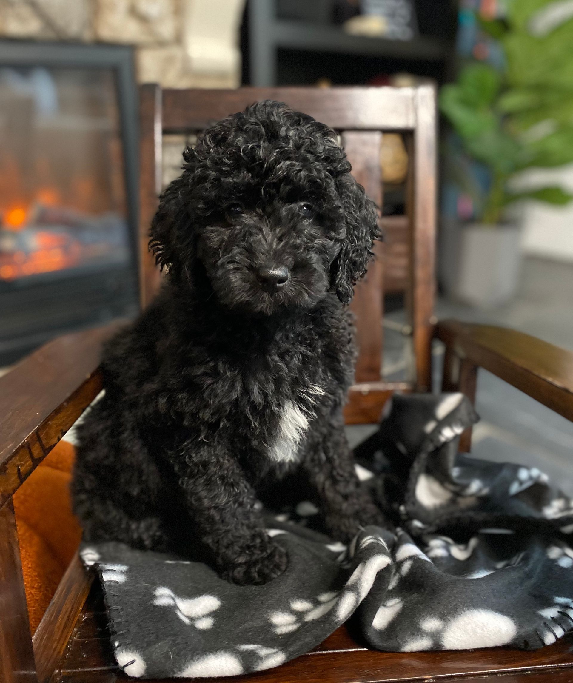 A black poodle puppy is sitting on a chair with a blanket.