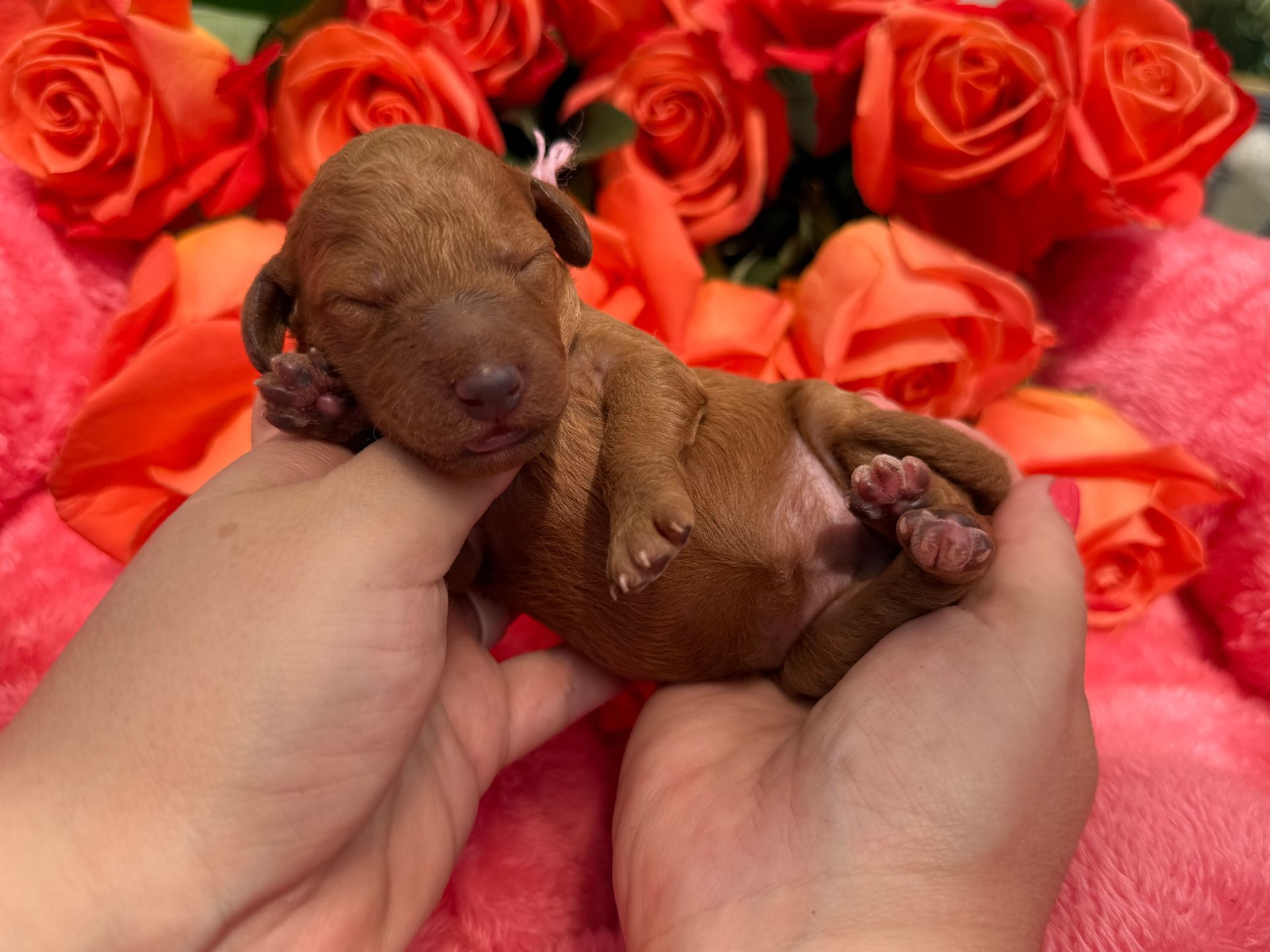 Mini Goldendoodle