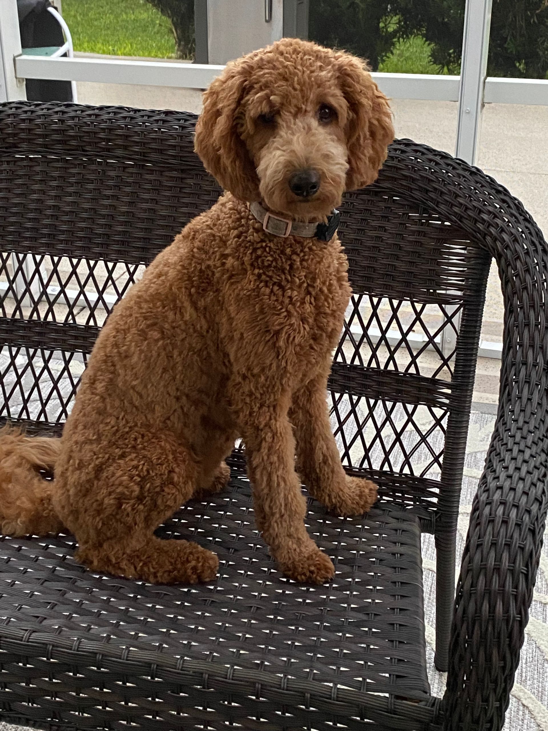 A small brown dog is sitting on a wicker chair.