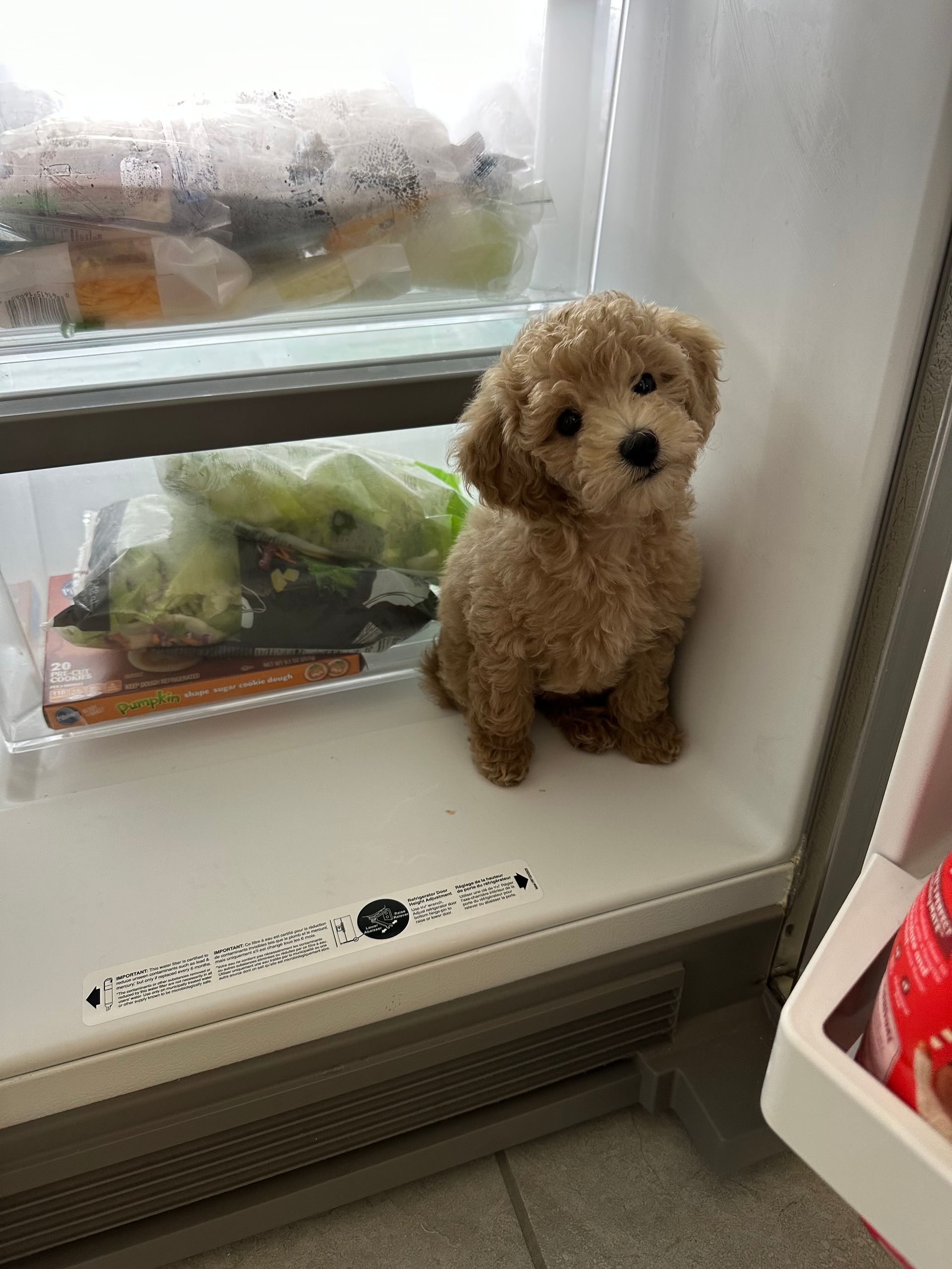 A stuffed dog is sitting in a refrigerator.