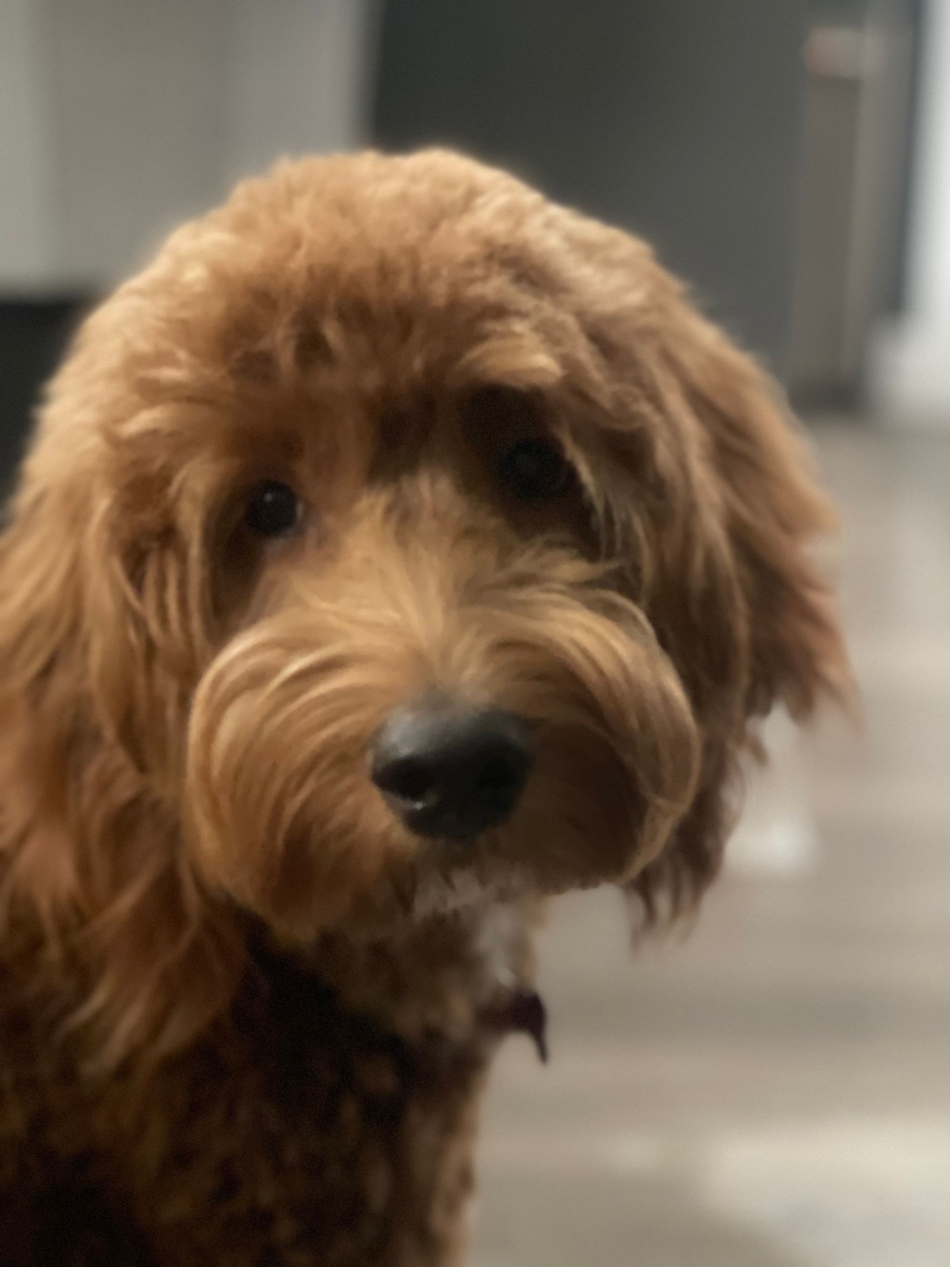 A close up of a brown dog looking at the camera
