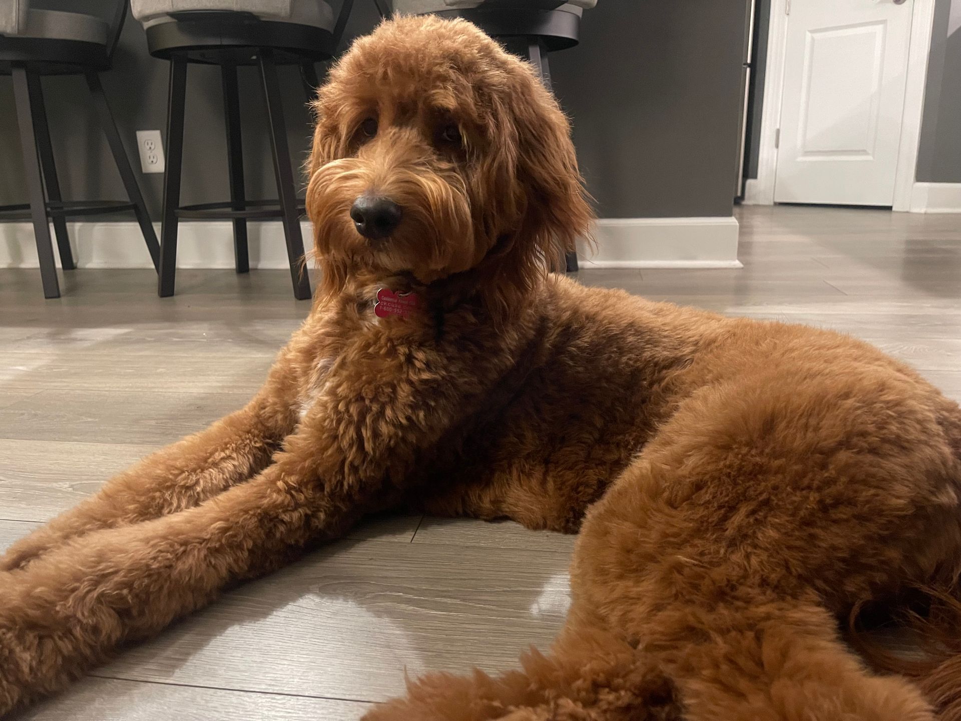 A brown dog is laying on the floor in a living room.