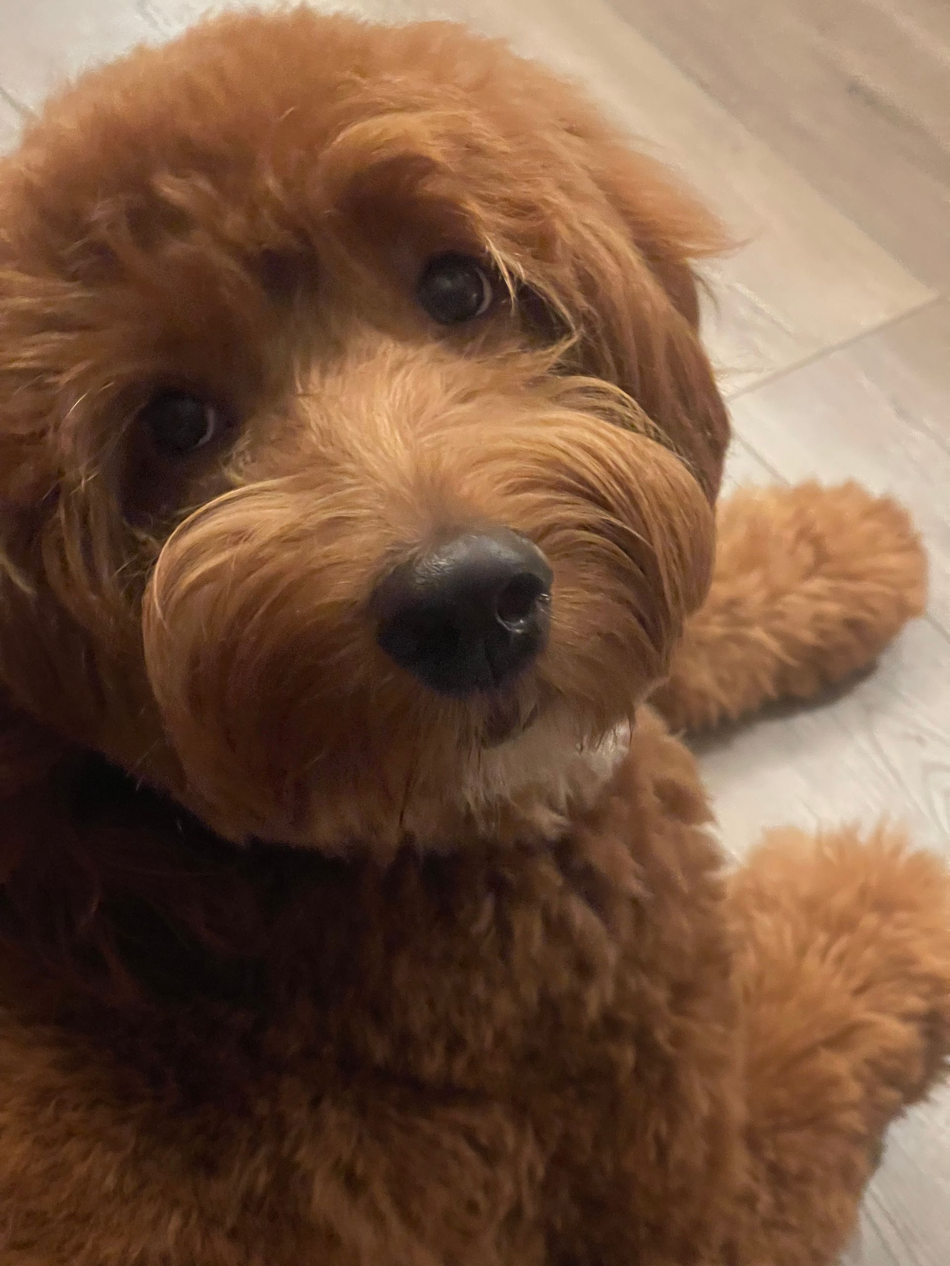 A brown dog is laying on a wooden floor and looking at the camera.
