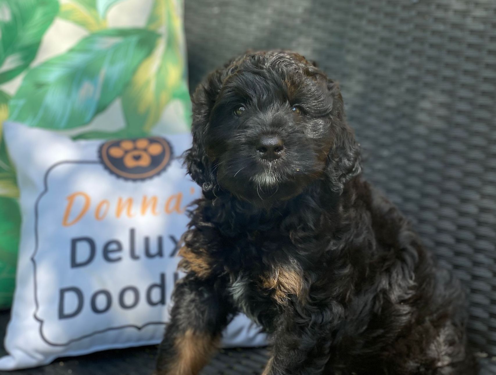 A black puppy is sitting next to a pillow that says donna deluxe dood.