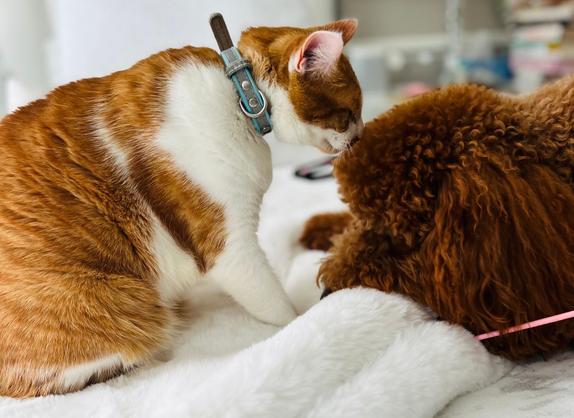 A cat and a dog are playing with each other on a bed.