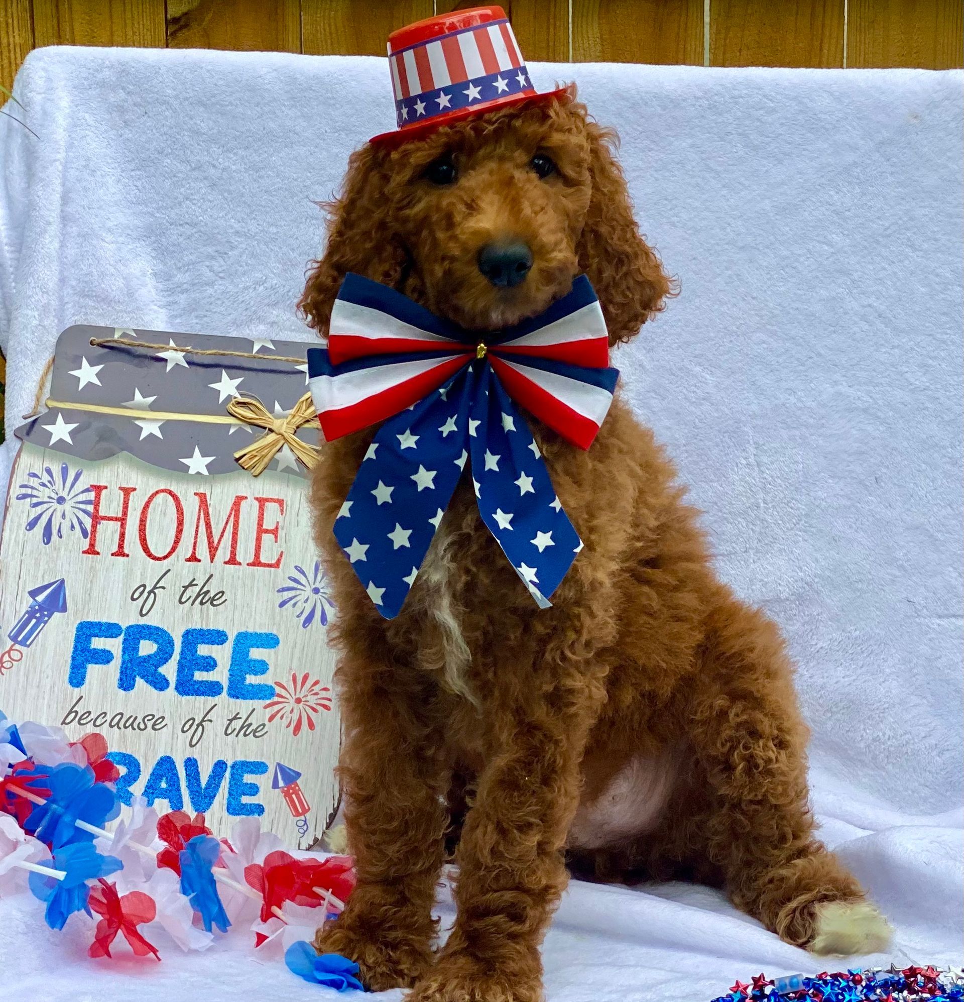 A dog wearing a patriotic hat and bow tie is sitting next to a sign that says home of the free because of the brave