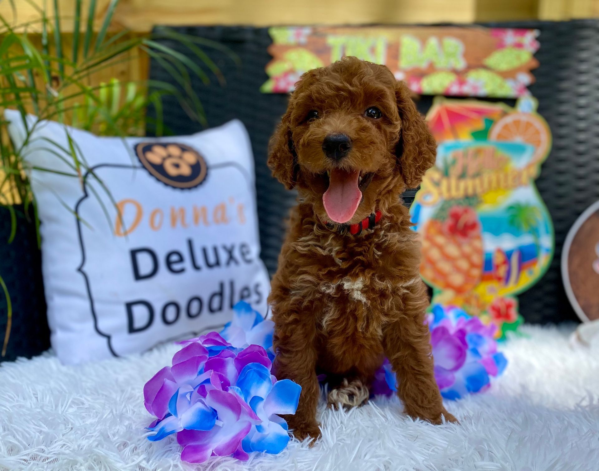 A small brown dog is sitting on a blanket next to a pillow that says donna 's deluxe doodles.
