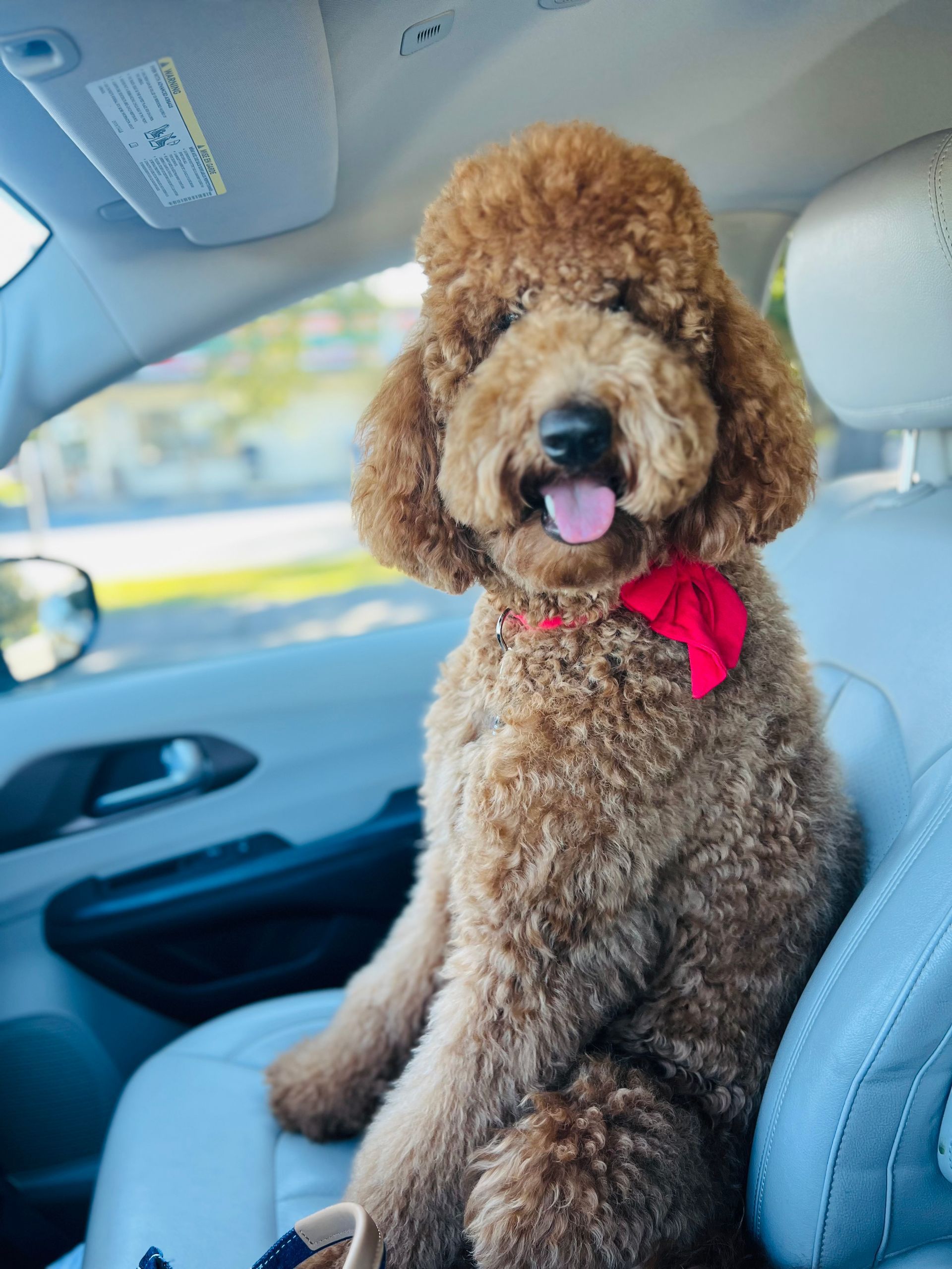 A brown poodle wearing a red bow tie is sitting in the back seat of a car.