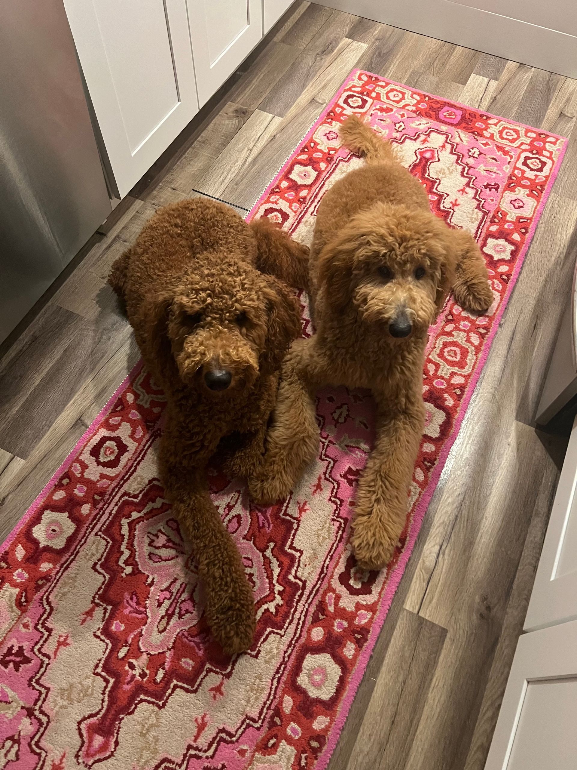 Two brown dogs are laying on a pink rug on the floor.