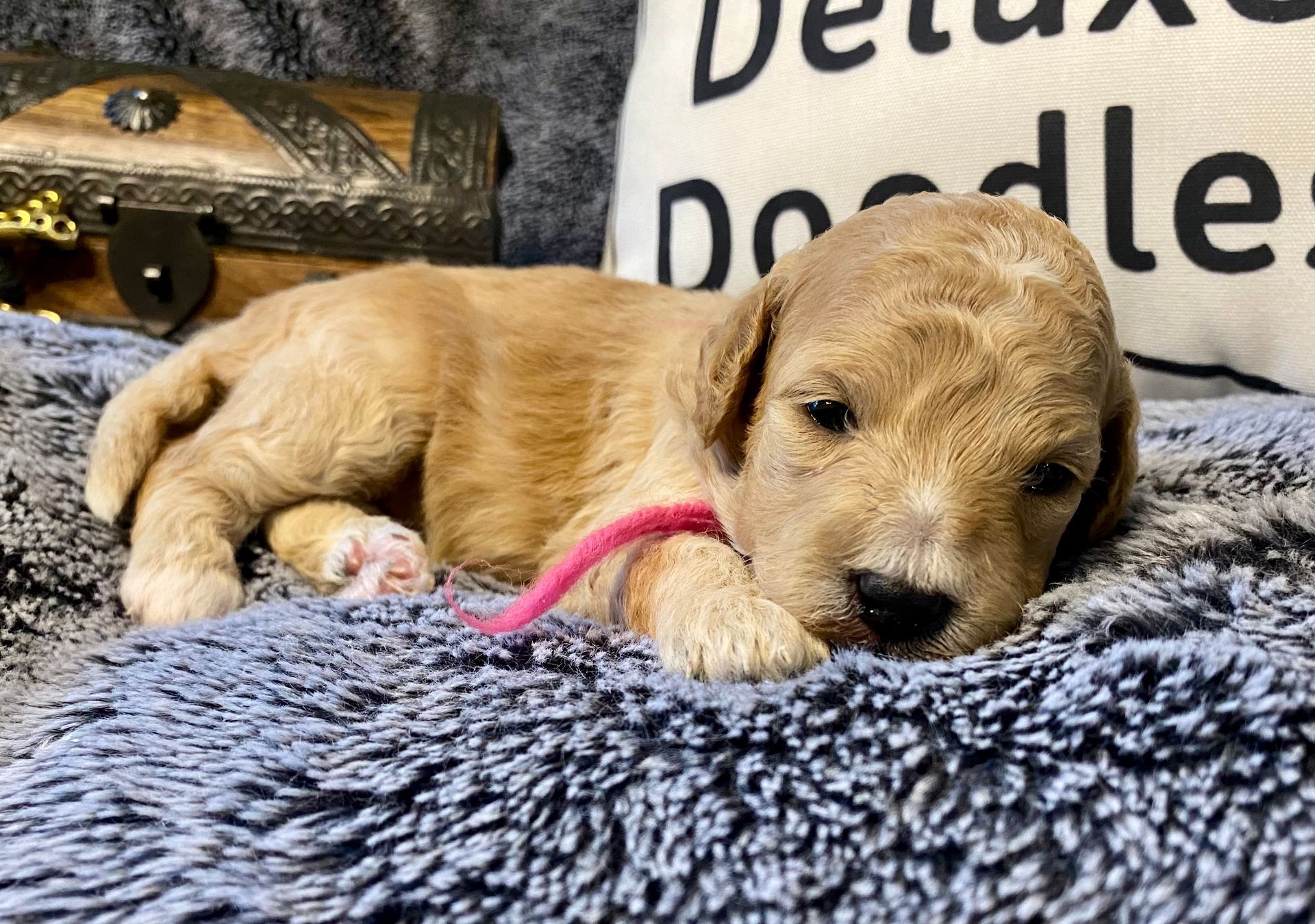 A puppy is laying on a blanket next to a pillow.