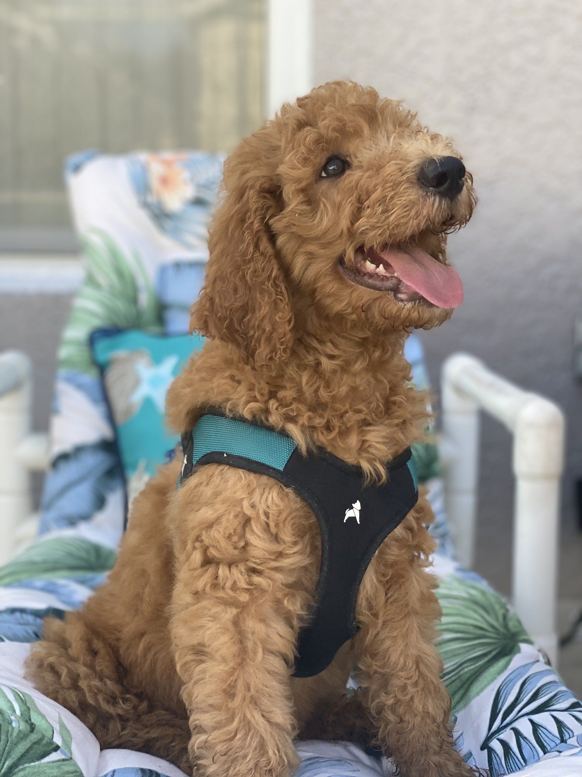 A small brown dog wearing a harness is sitting on a chair.