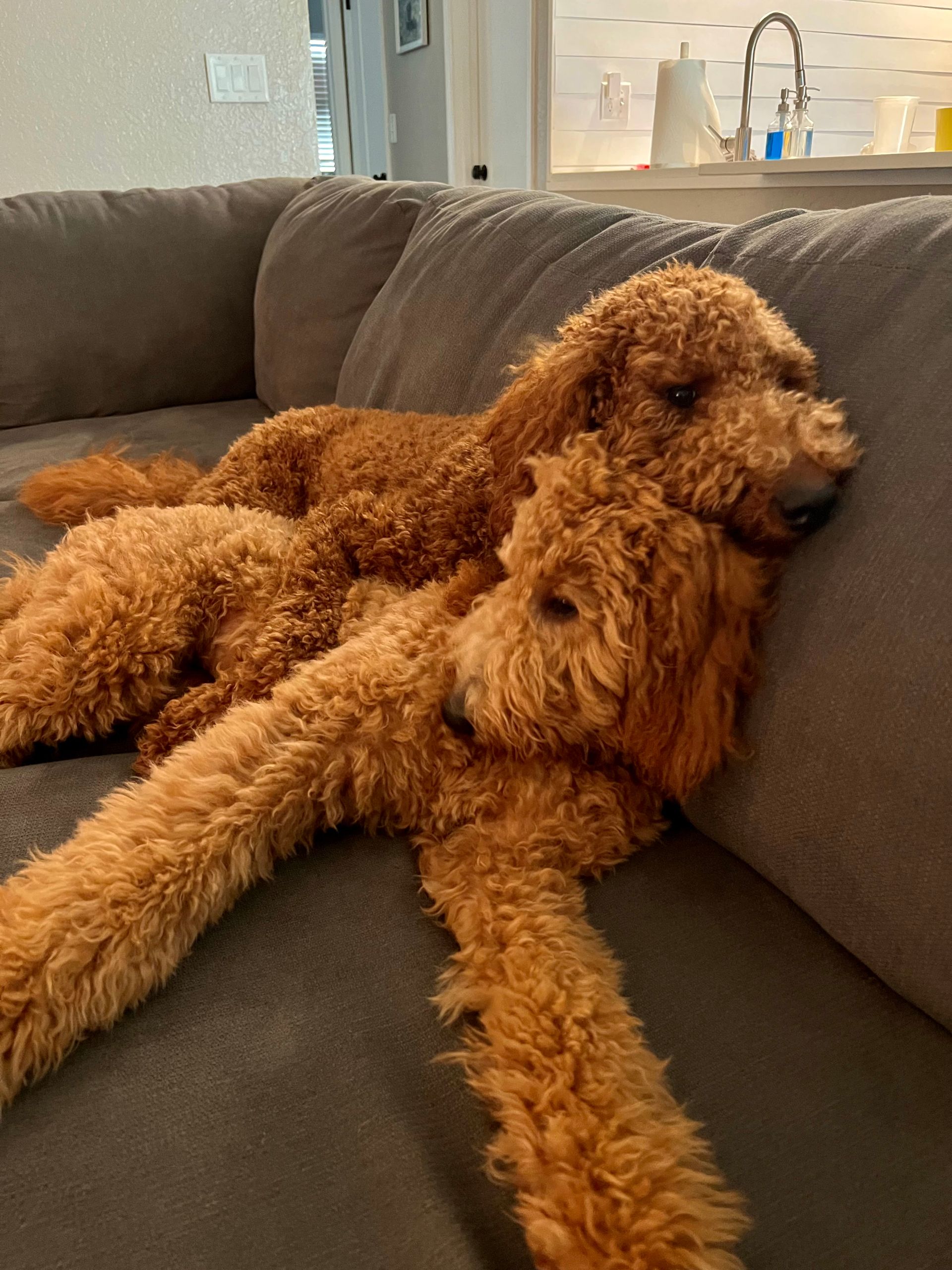 Two brown dogs are laying on a couch.