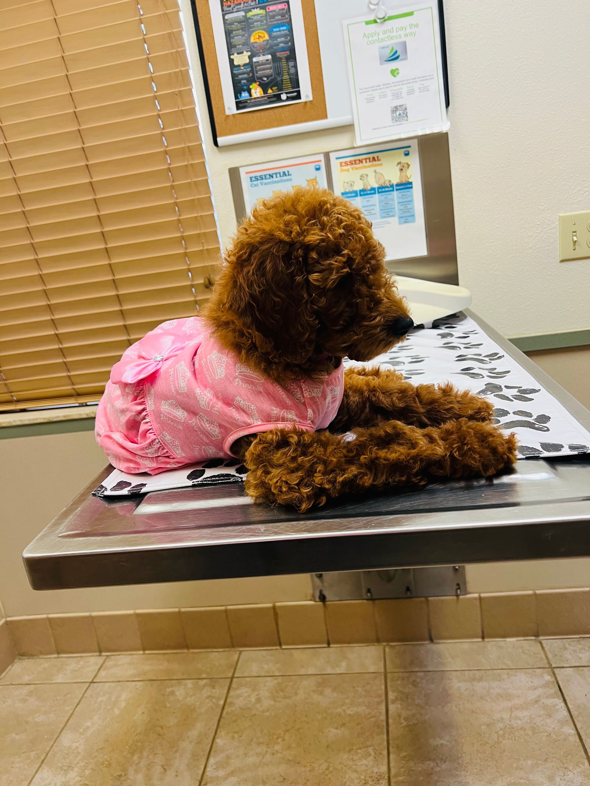 A small brown dog wearing a pink shirt is laying on a table.