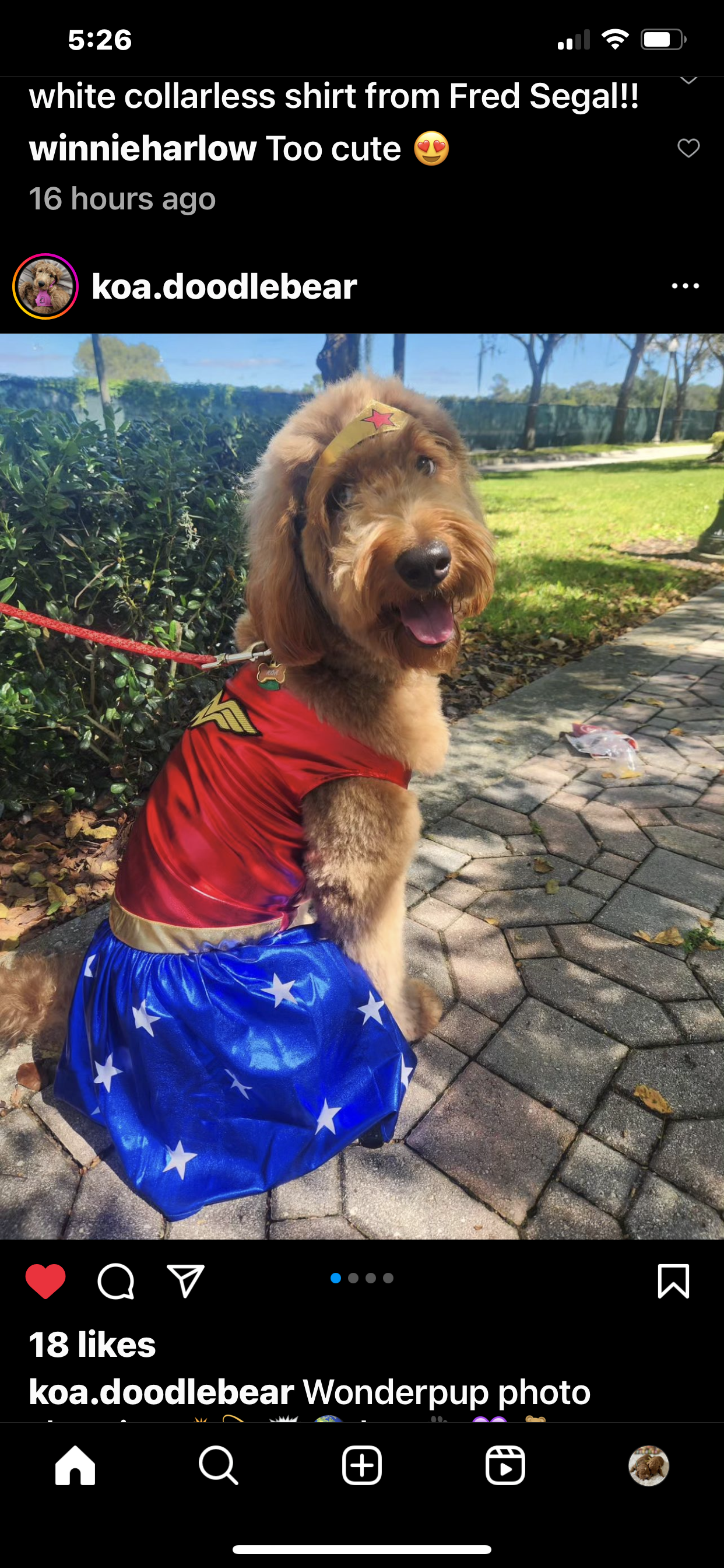 A dog wearing a wonder woman costume is sitting on a sidewalk.