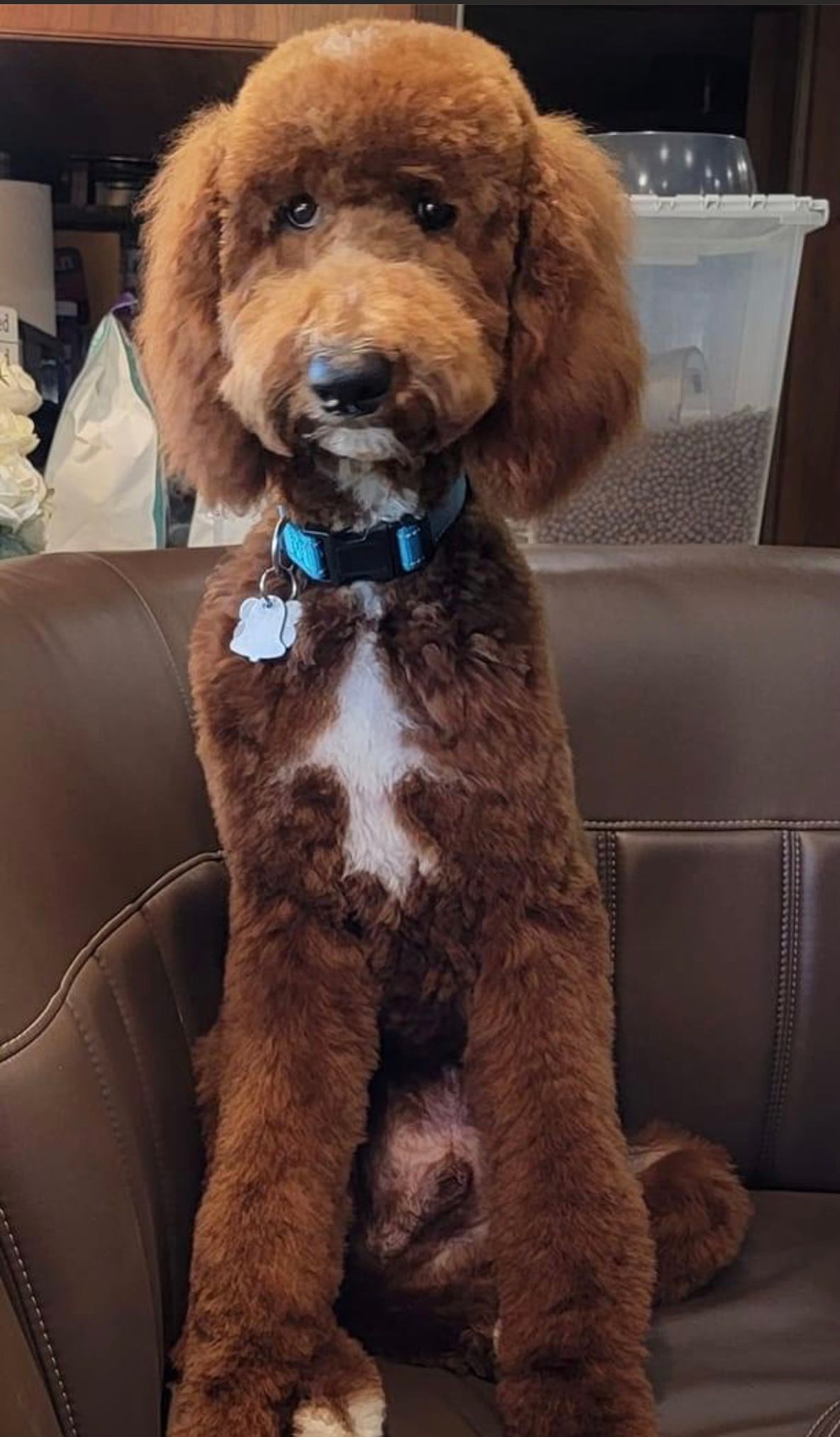 A brown poodle is sitting on a brown leather chair.