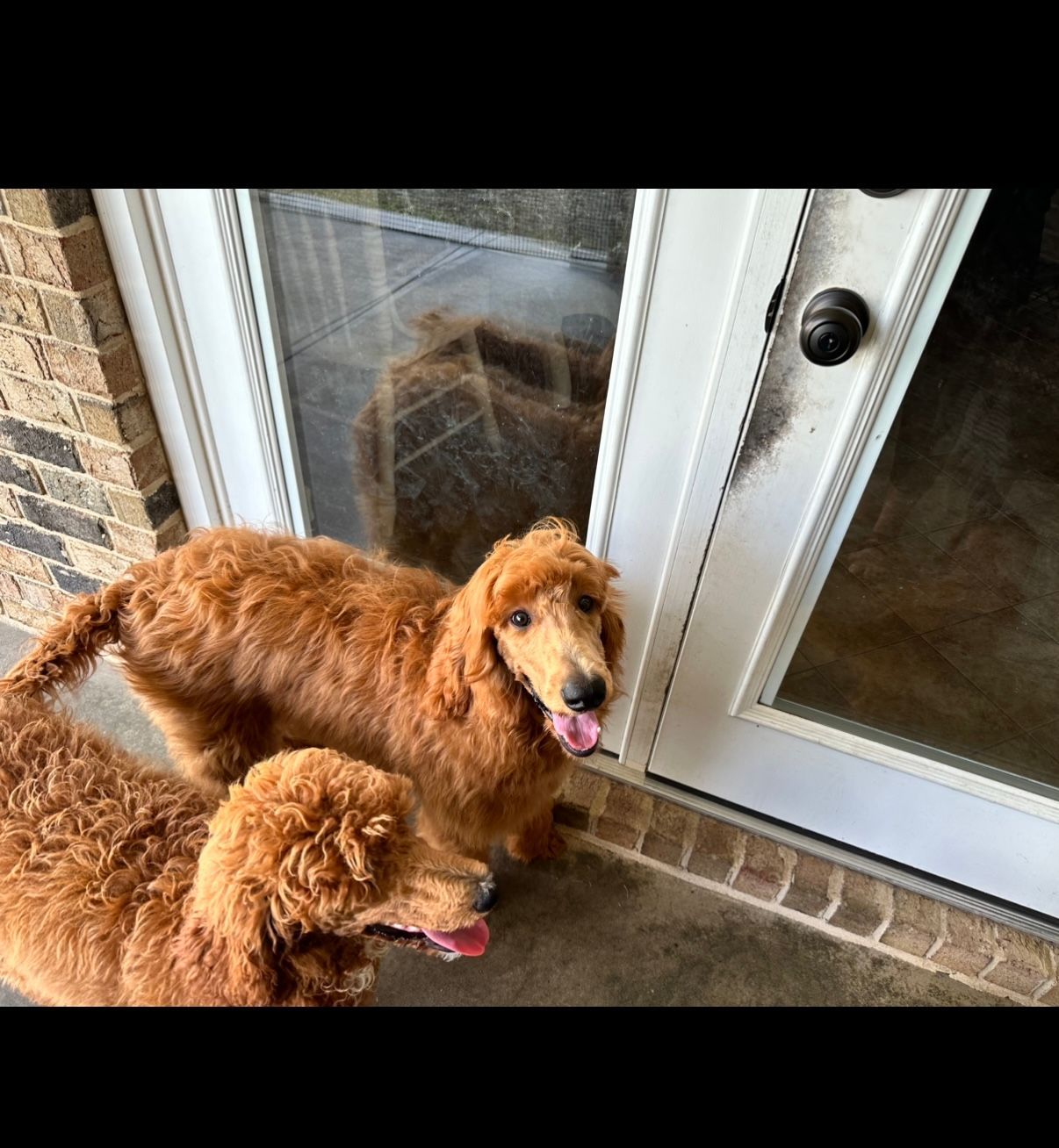 Two brown dogs are standing next to each other in front of a door.