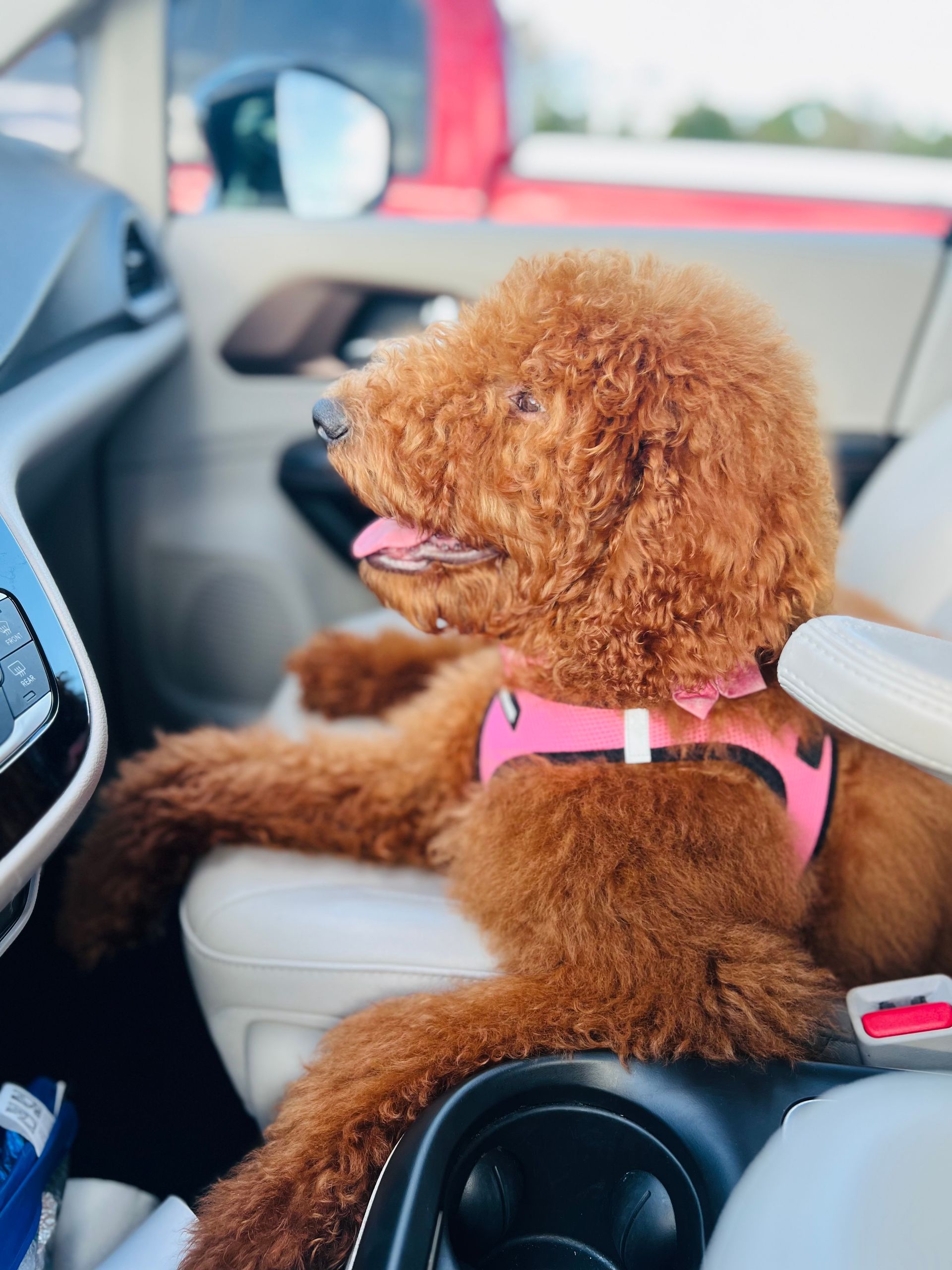 A brown poodle wearing a pink harness is sitting in the driver 's seat of a car.