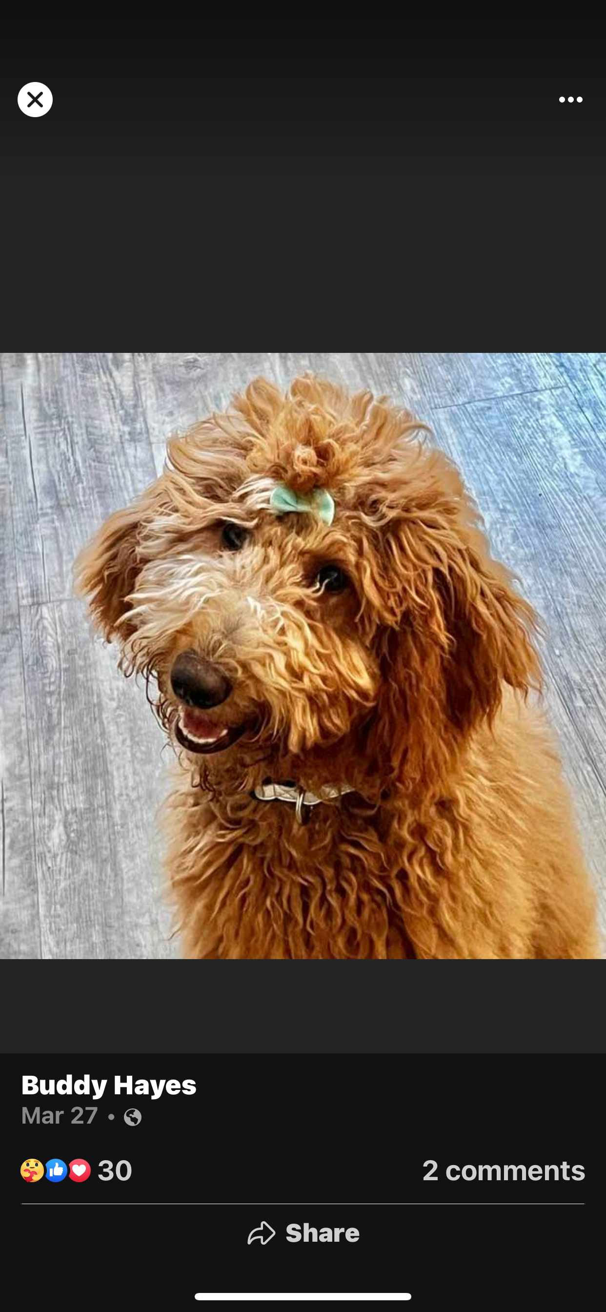 A close up of a brown dog with a bow on its head.