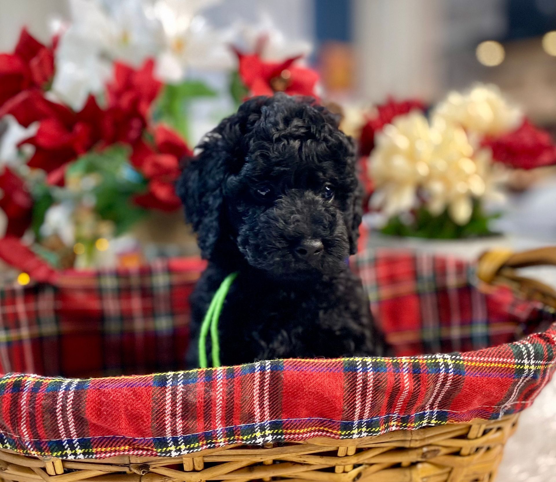 A black poodle puppy is sitting in a basket with flowers in the background.