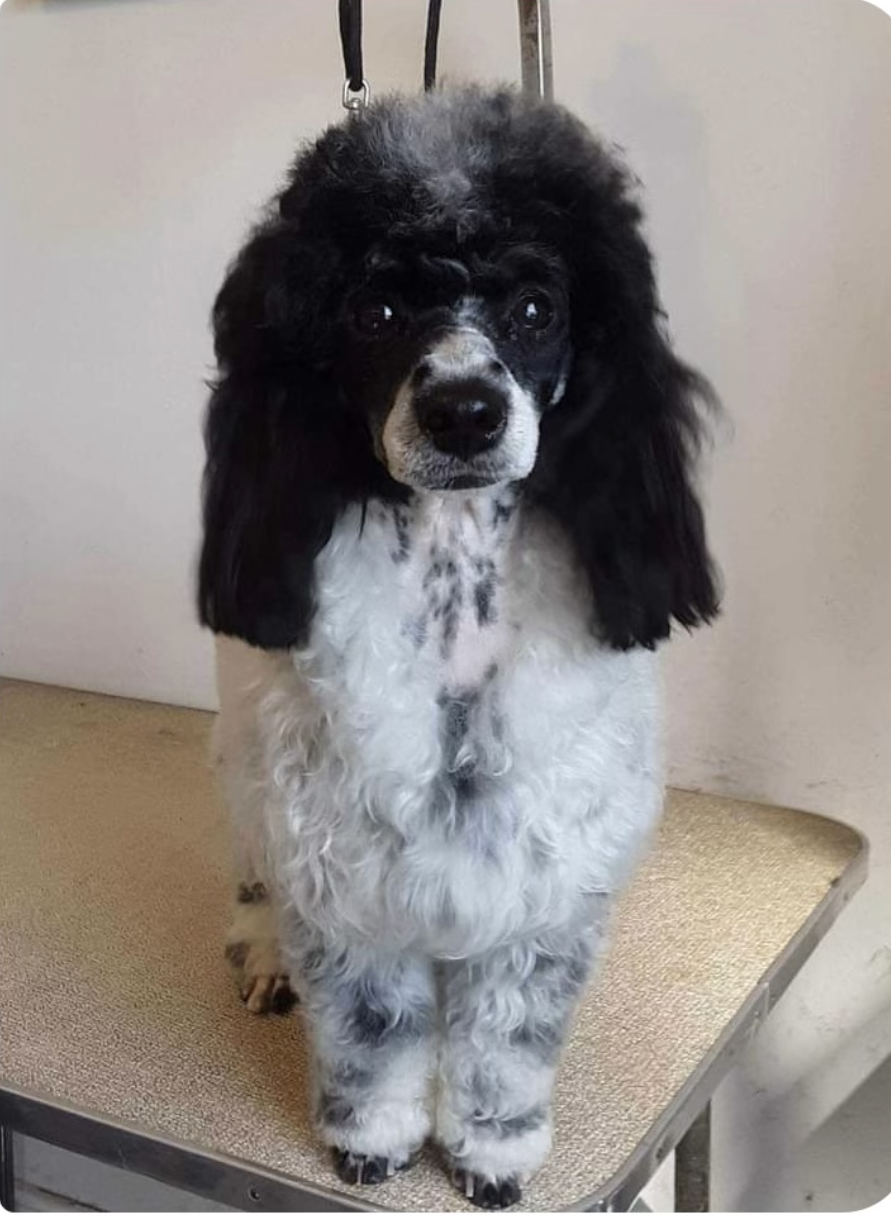 Stella AKC Mini Poodle