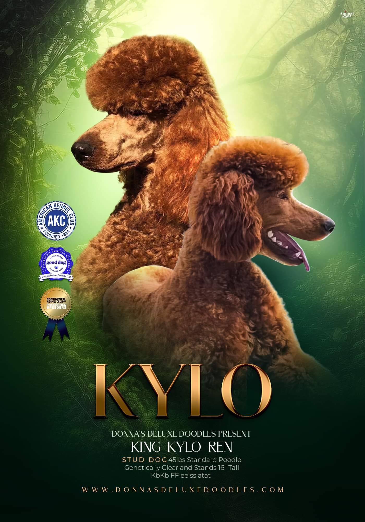 Two brown poodles are standing next to each other on a green background.