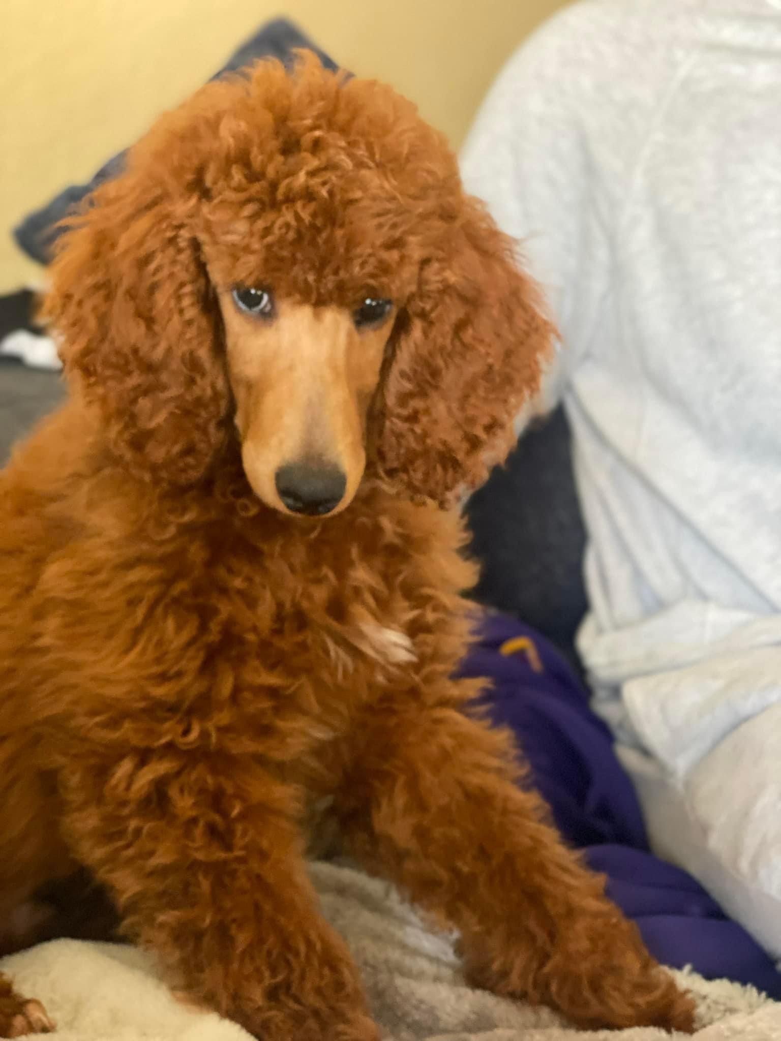 A brown poodle puppy is sitting on a couch looking at the camera.