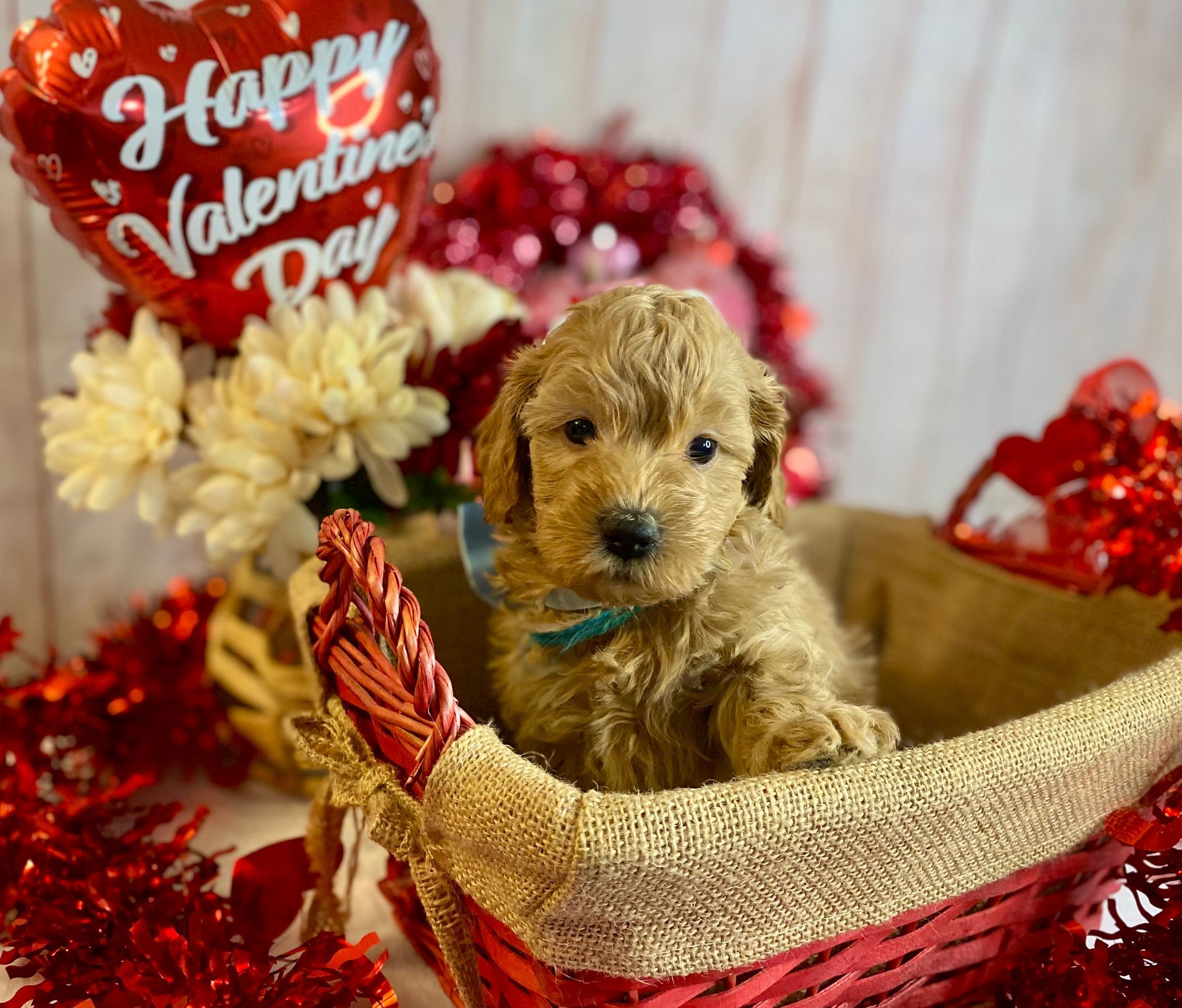 A puppy is sitting in a basket with a happy valentine 's day balloon in the background.