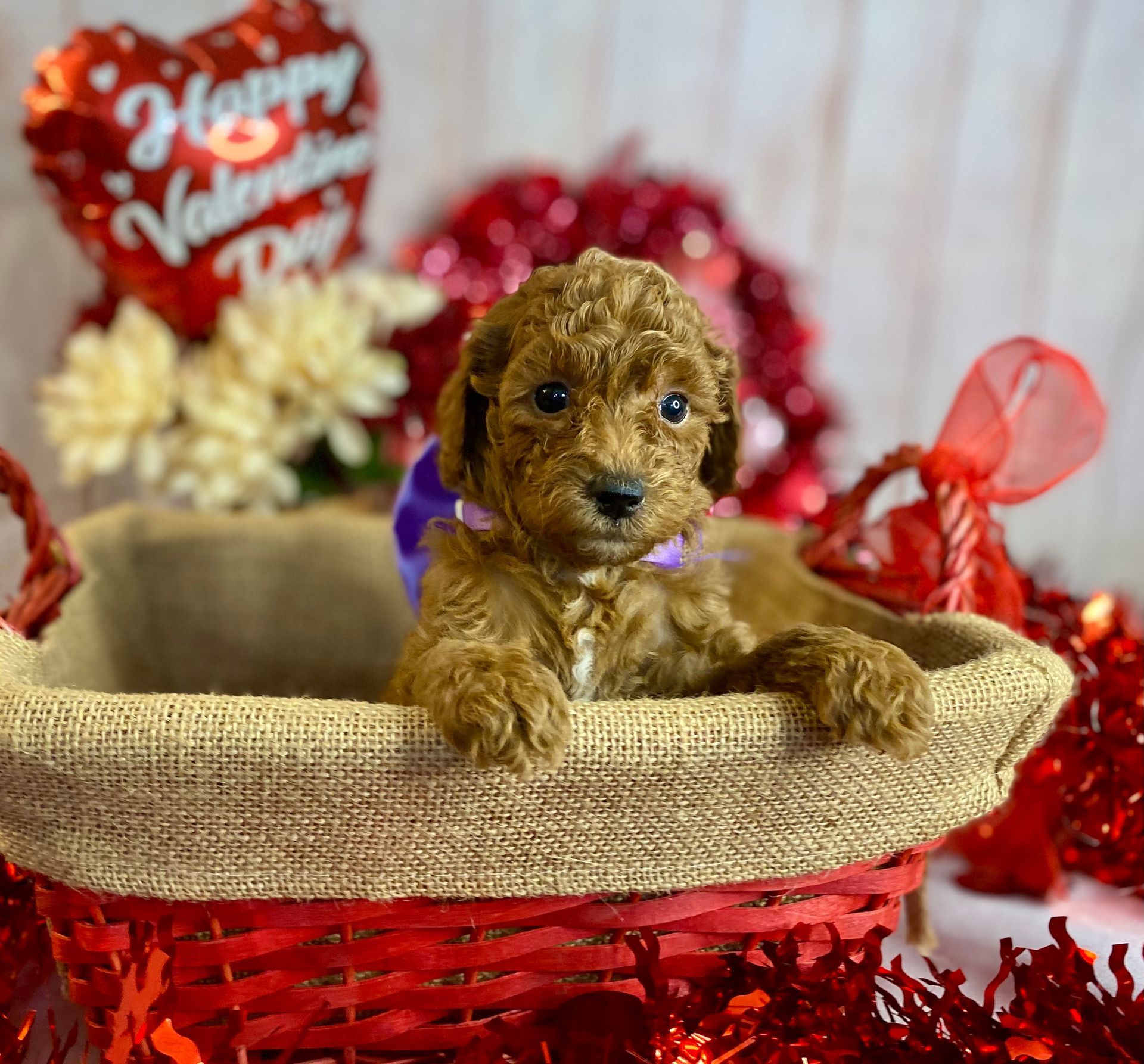 A puppy is sitting in a basket with a valentine 's day balloon in the background.