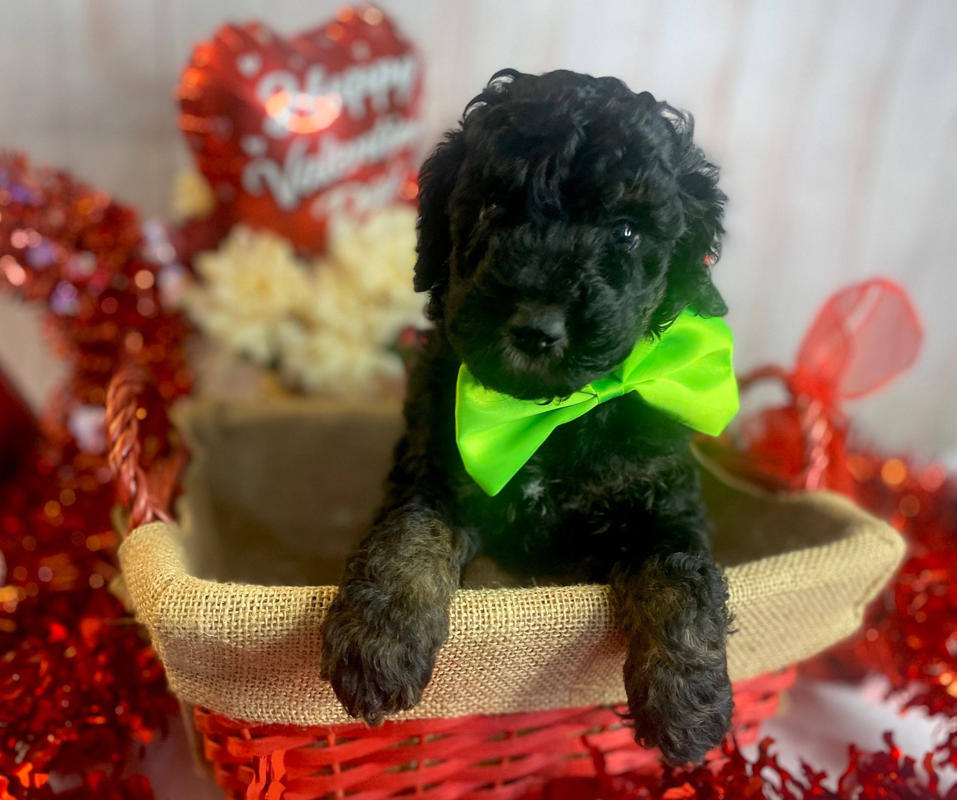 A black poodle puppy wearing a green bow tie is sitting in a basket.