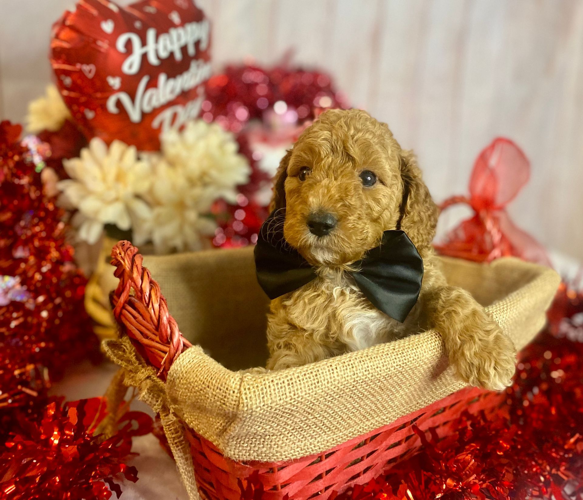 A puppy wearing a bow tie is sitting in a basket.