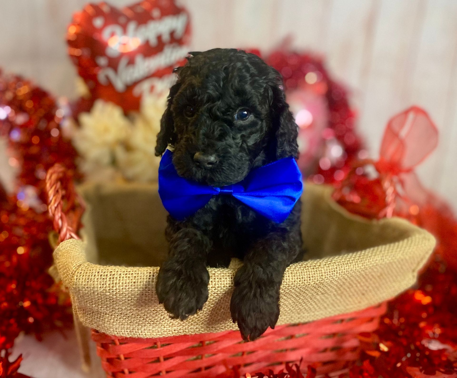 A black poodle puppy wearing a blue bow tie is sitting in a basket.