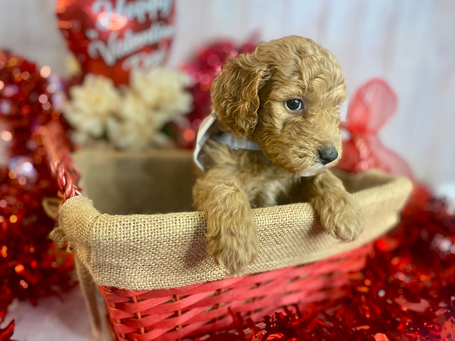 A small brown poodle puppy is sitting in a red basket.