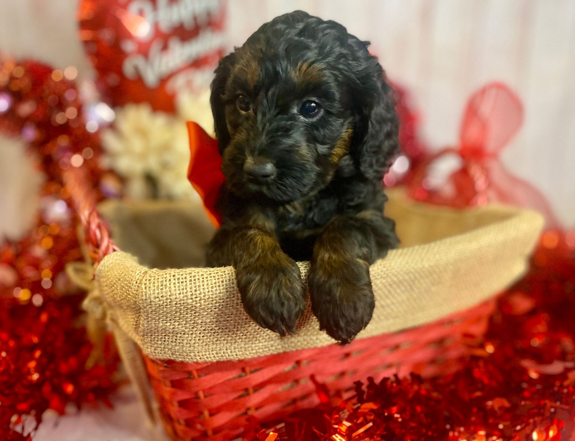 A small black puppy is sitting in a red basket.